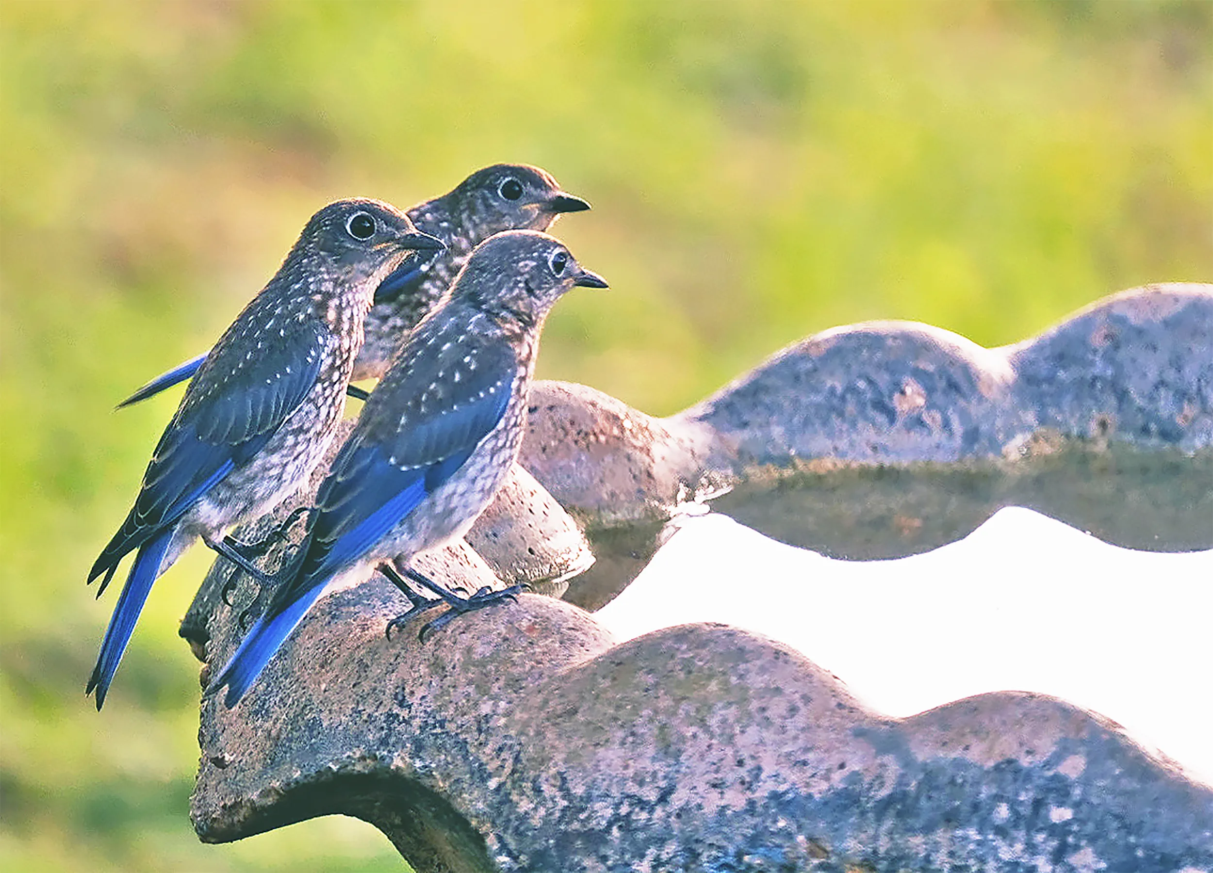 Three Bluebirds