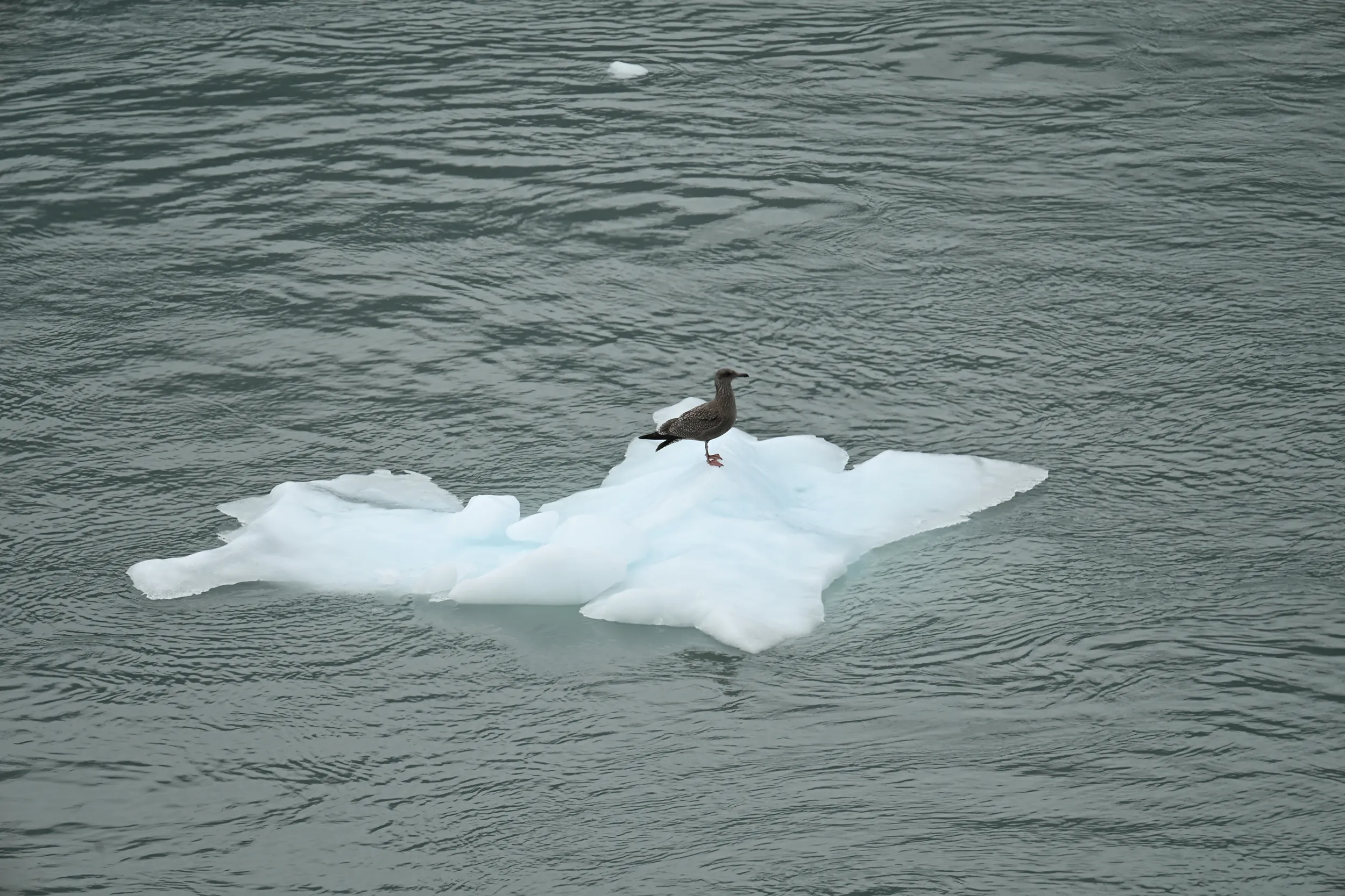 Seagull on Ice- Alaska