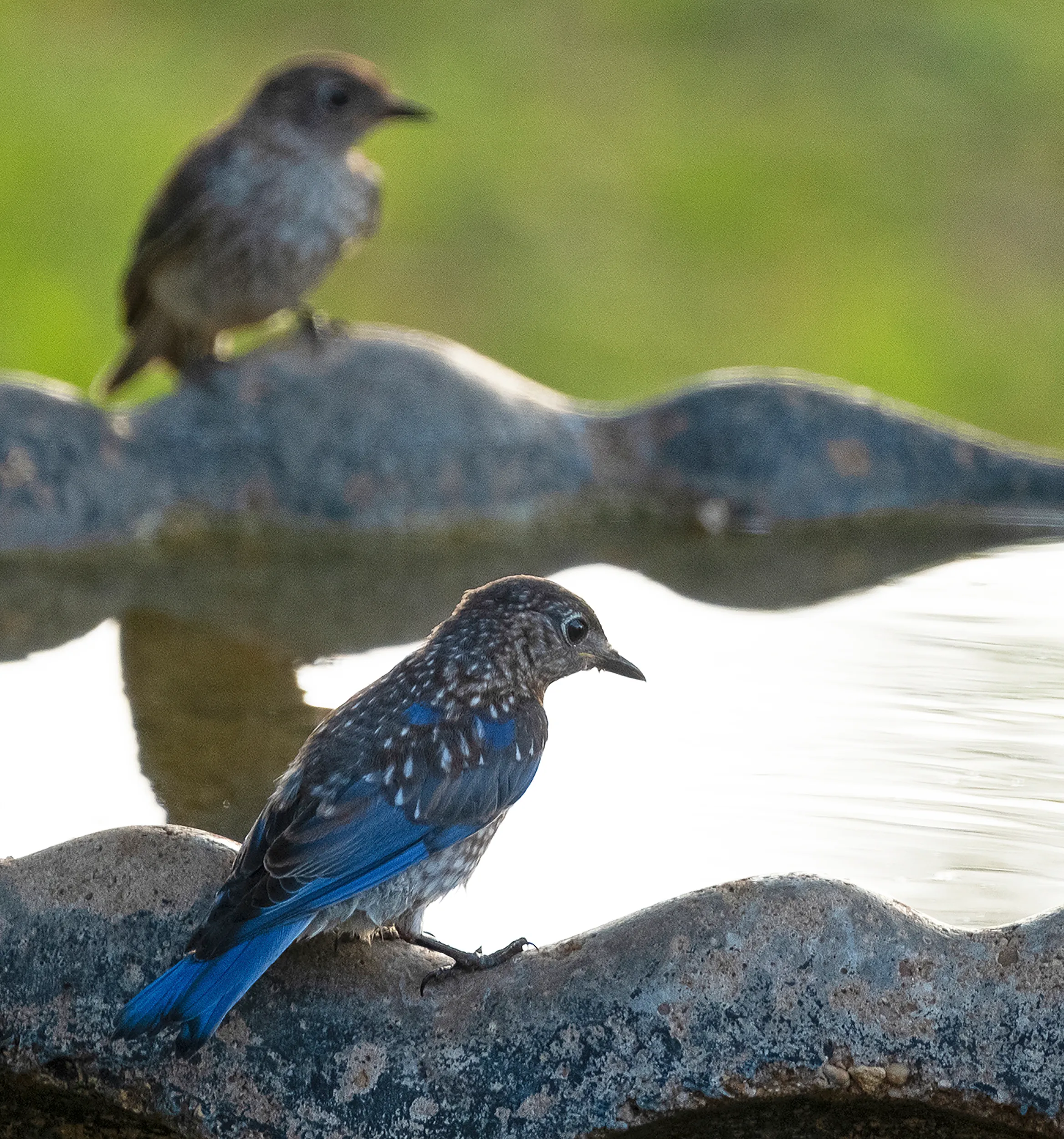 Baby Bluebird