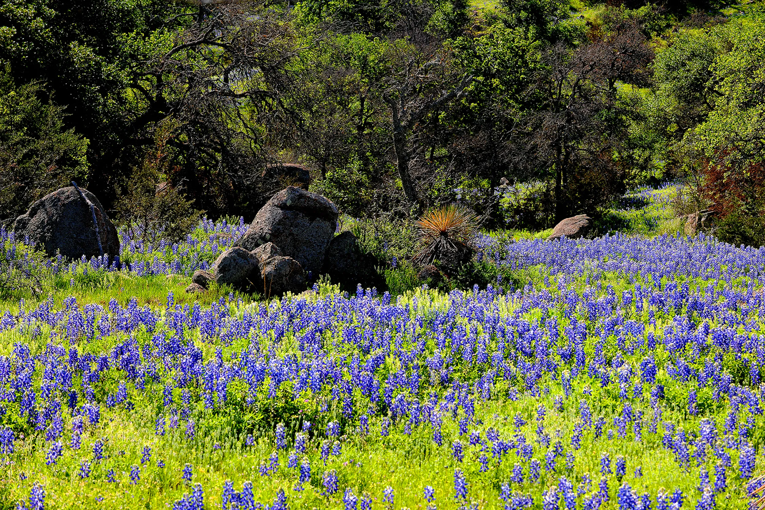 Bluebonnets and Rocks