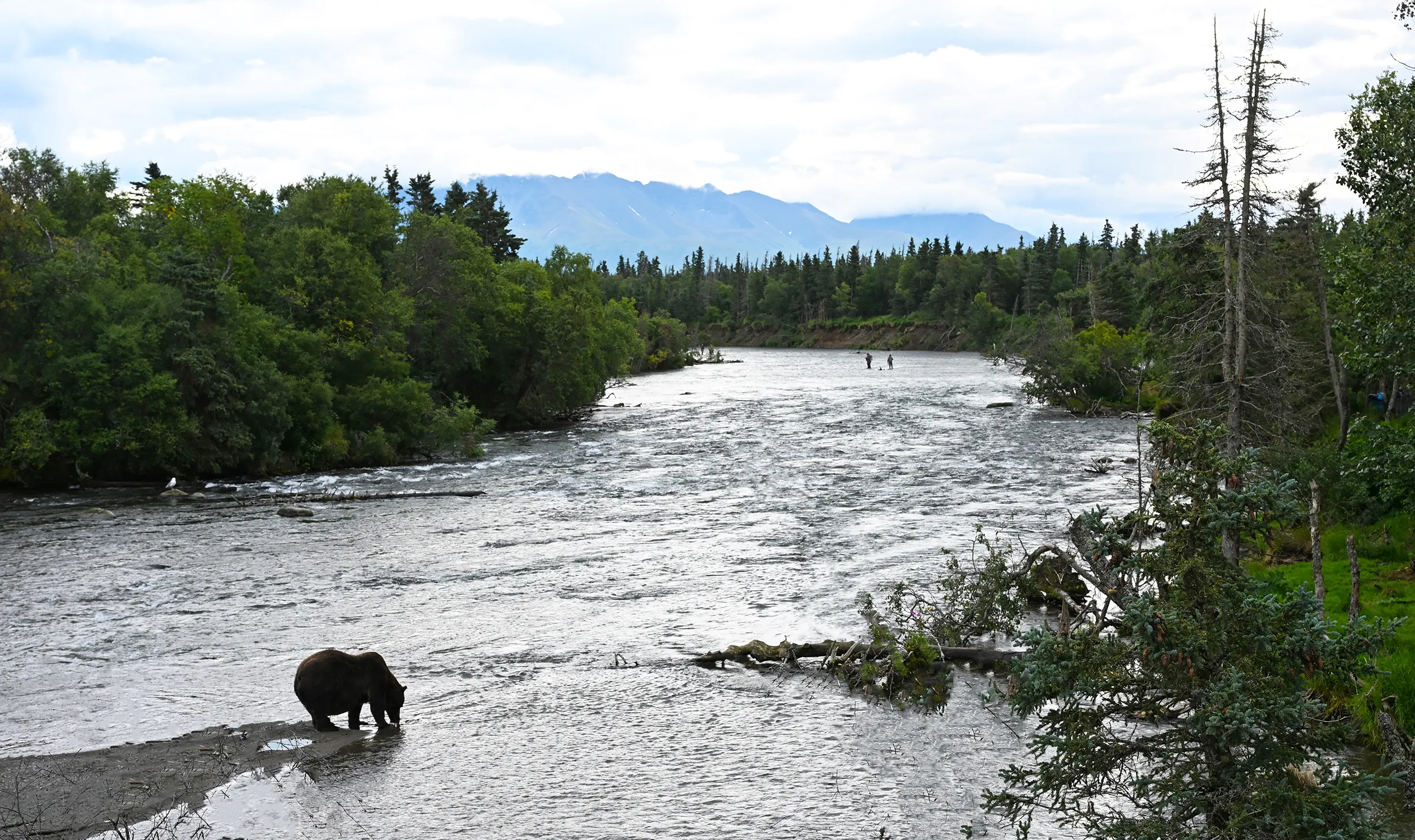 Alaska - Bear & Fly Fishermen