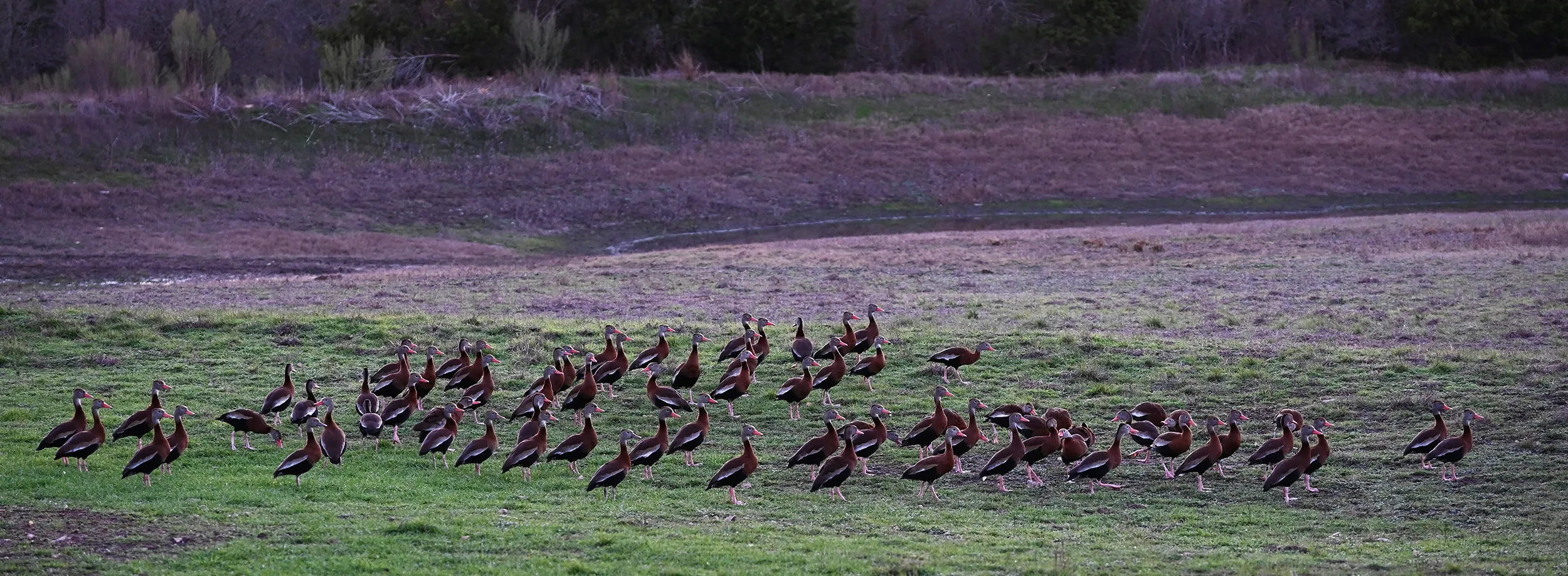 Black-bellied whistling ducks