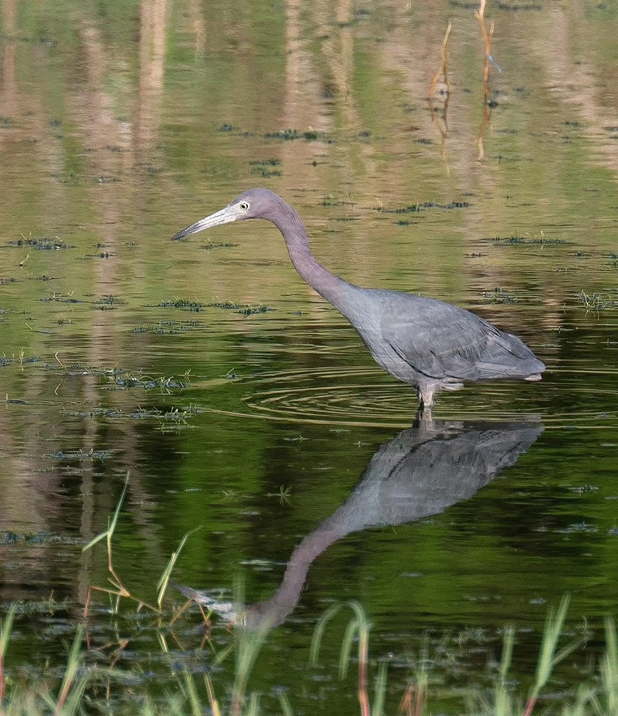Blue Herron
