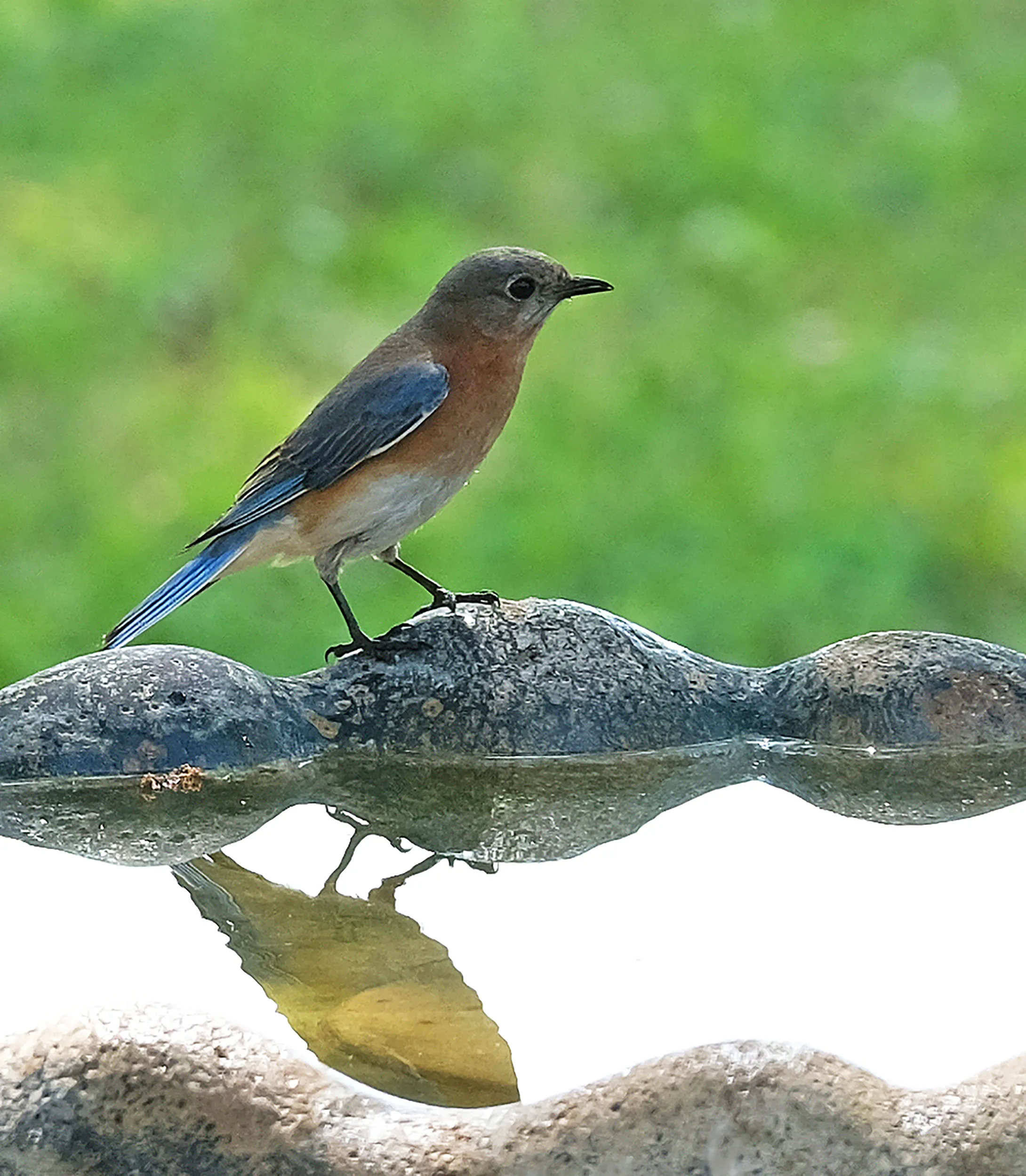 Bluebird