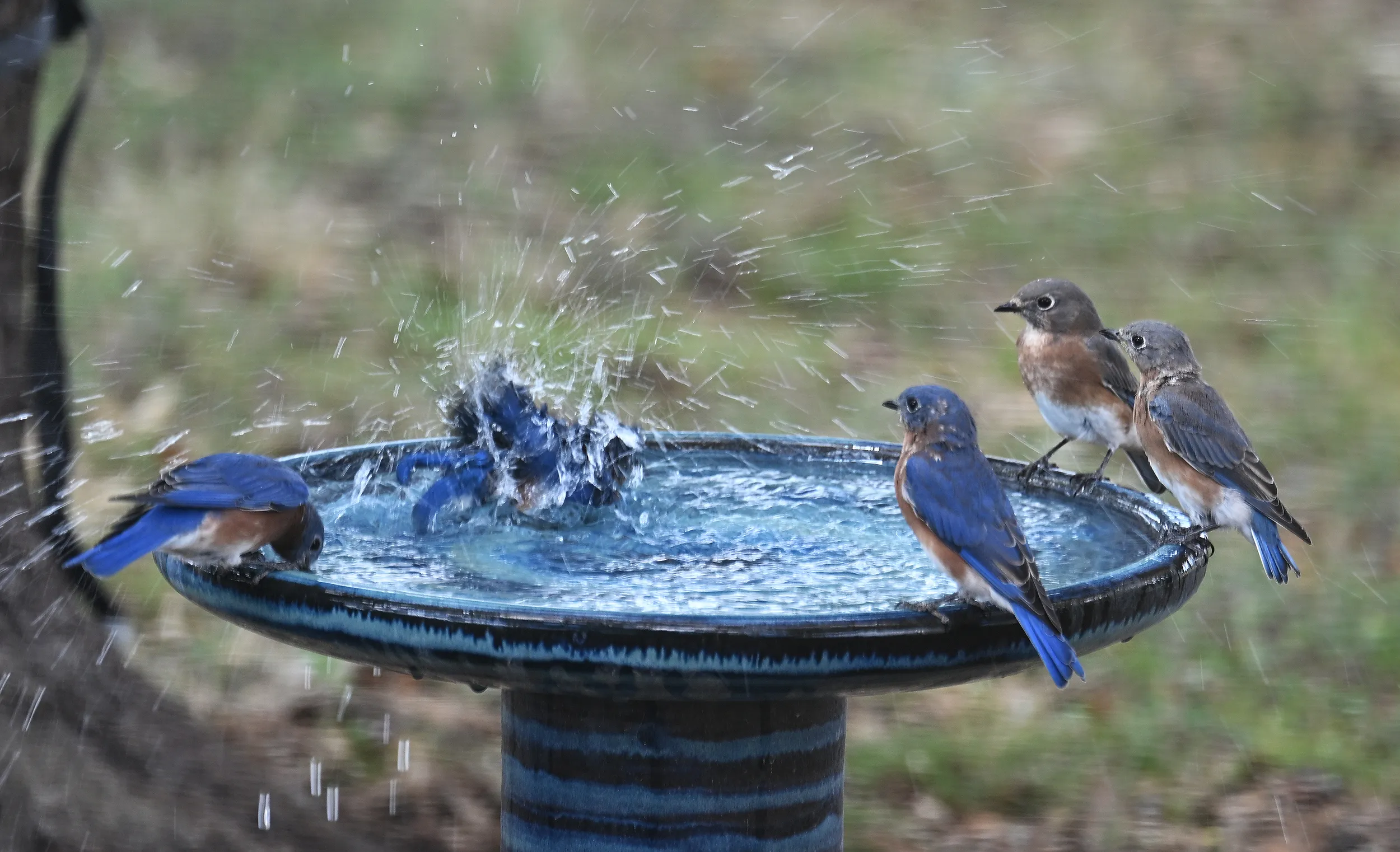 Bluebirds 2