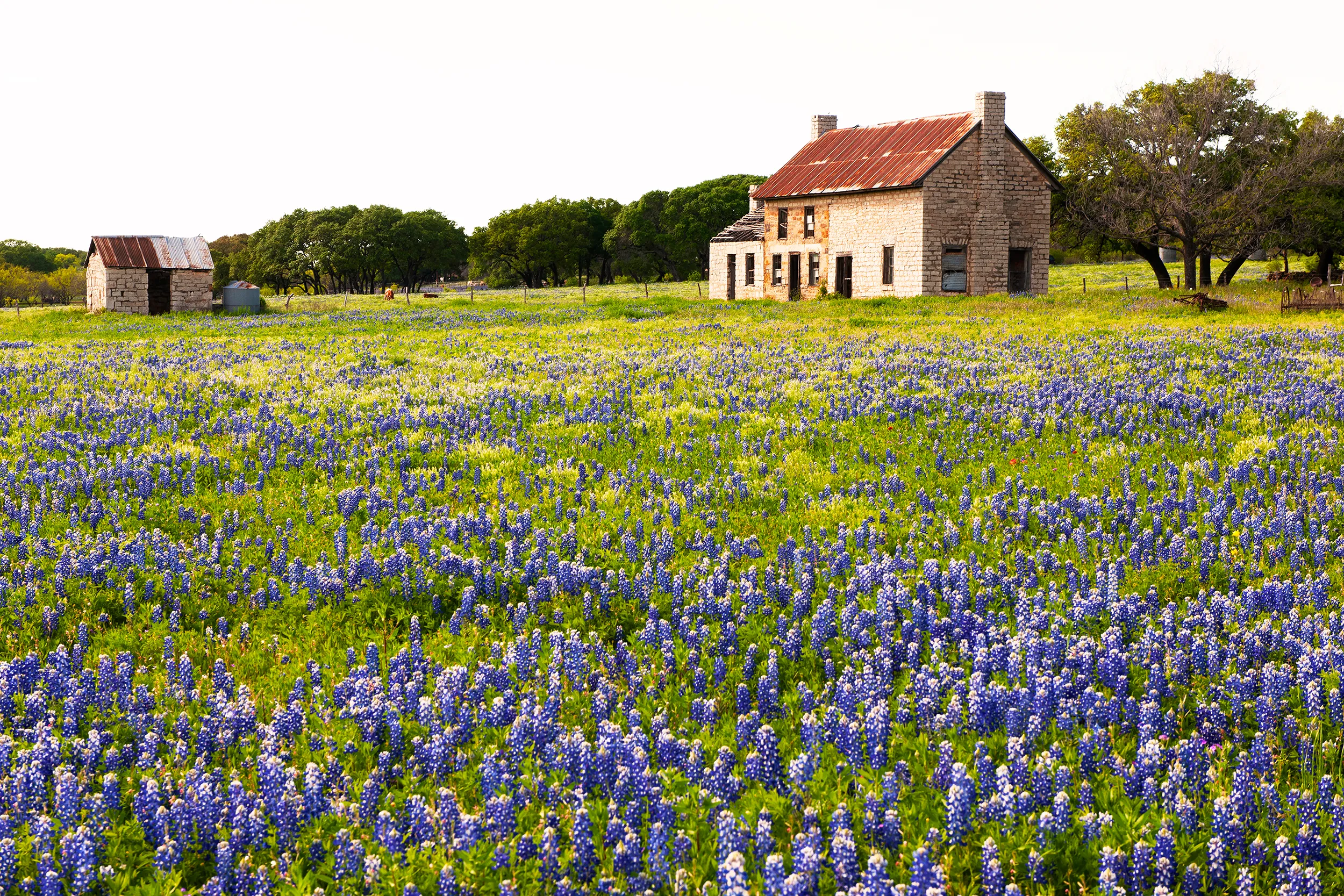 Bluebonnet House