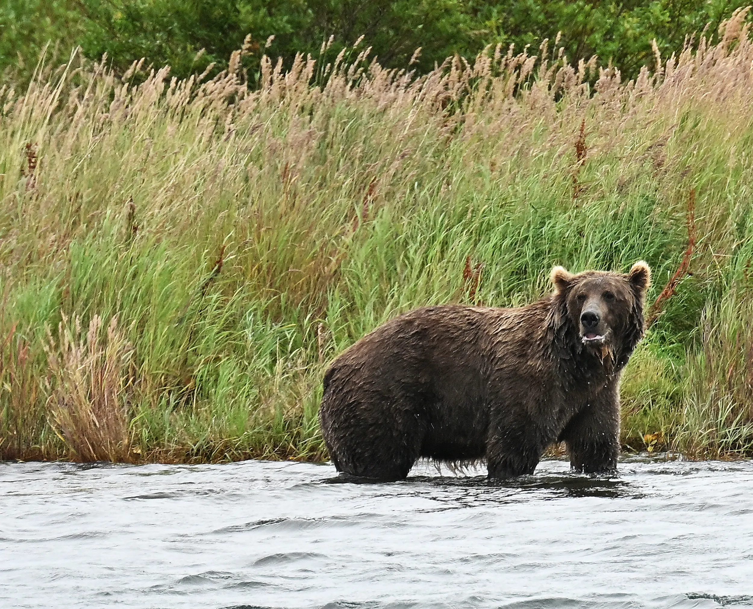 Brown Bear 1