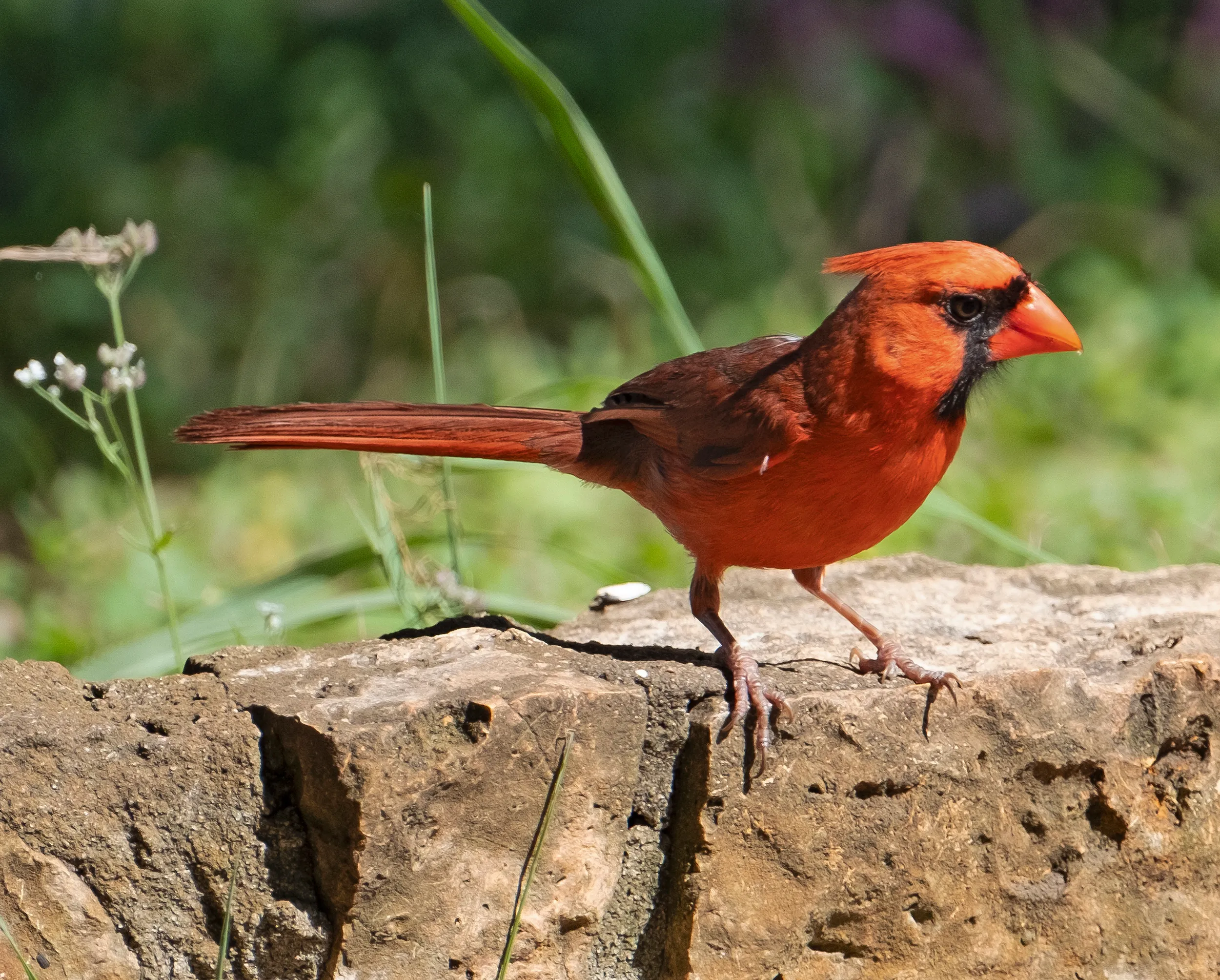 Cardinal on wall