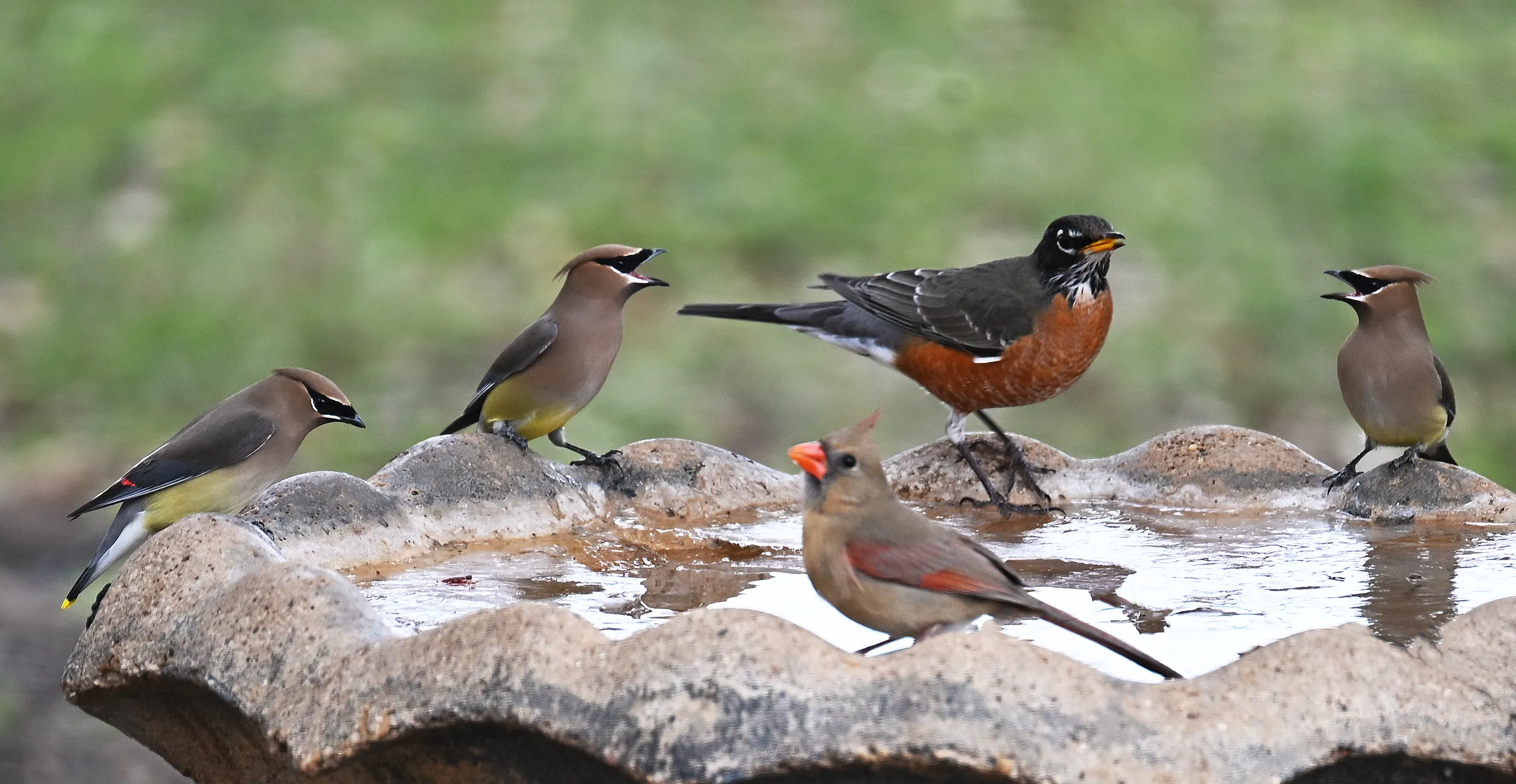 Cedar Wax Wings & Robin
