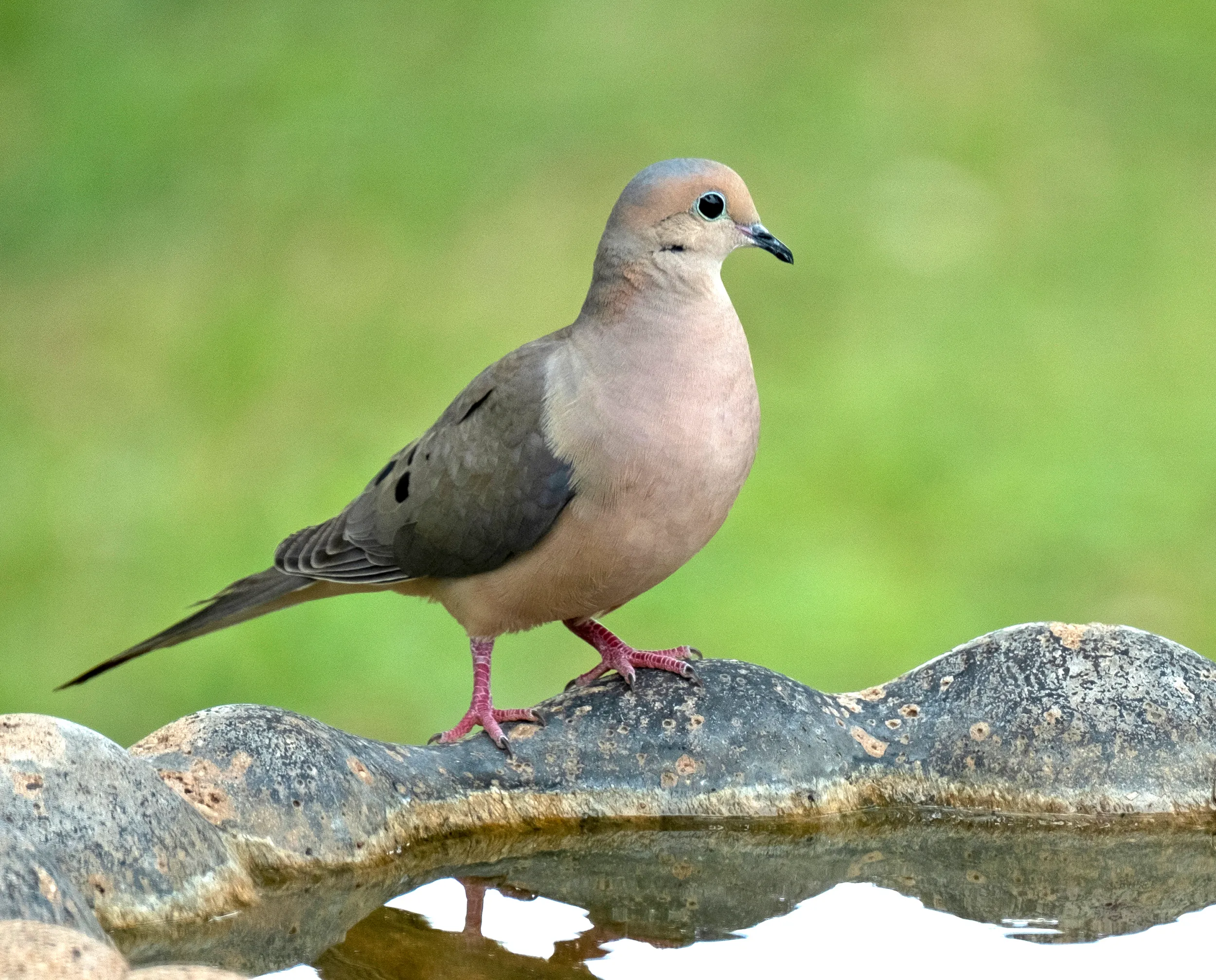Dove