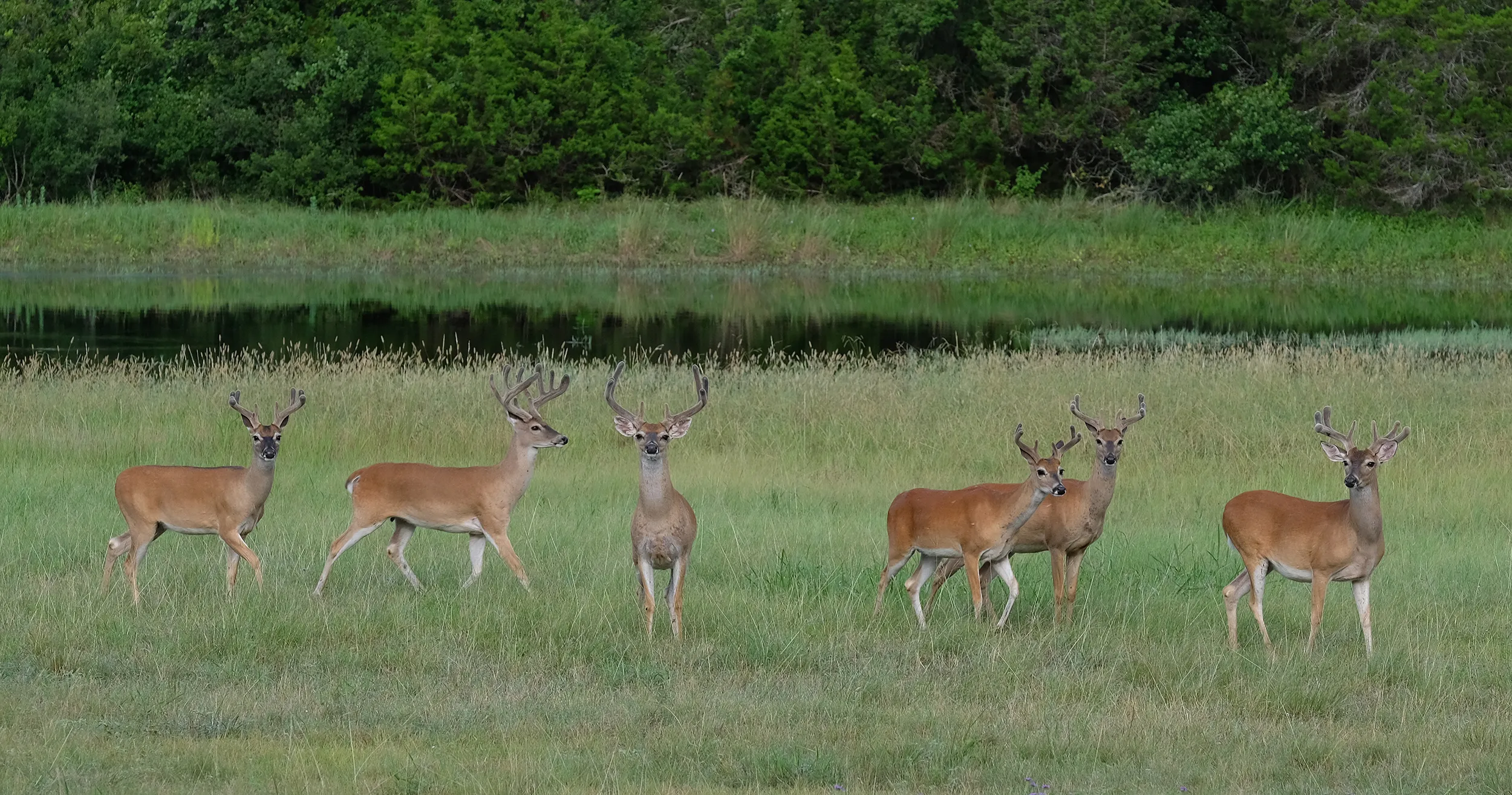 Young Bucks in Velvet
