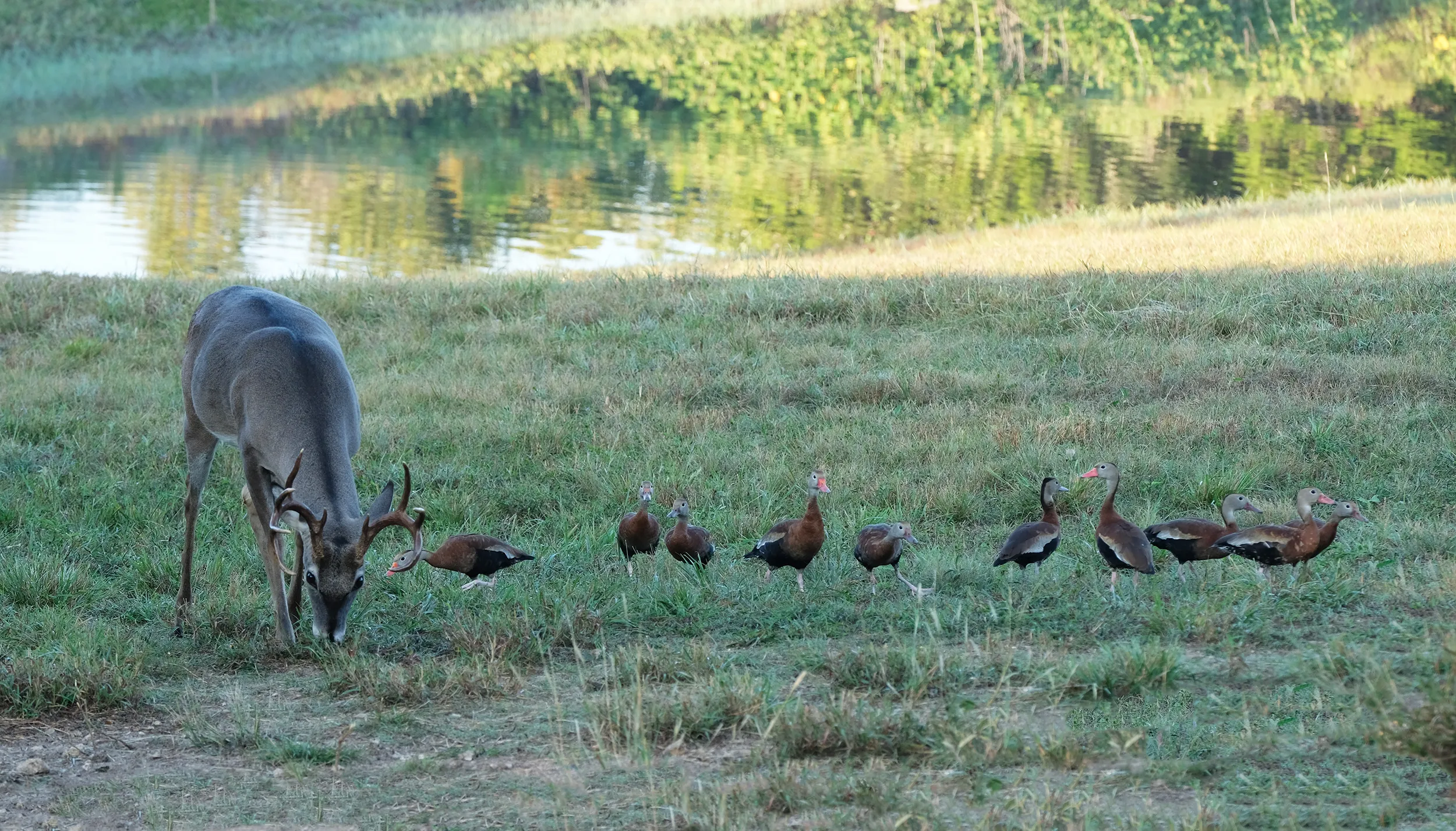 Buck and Ducks