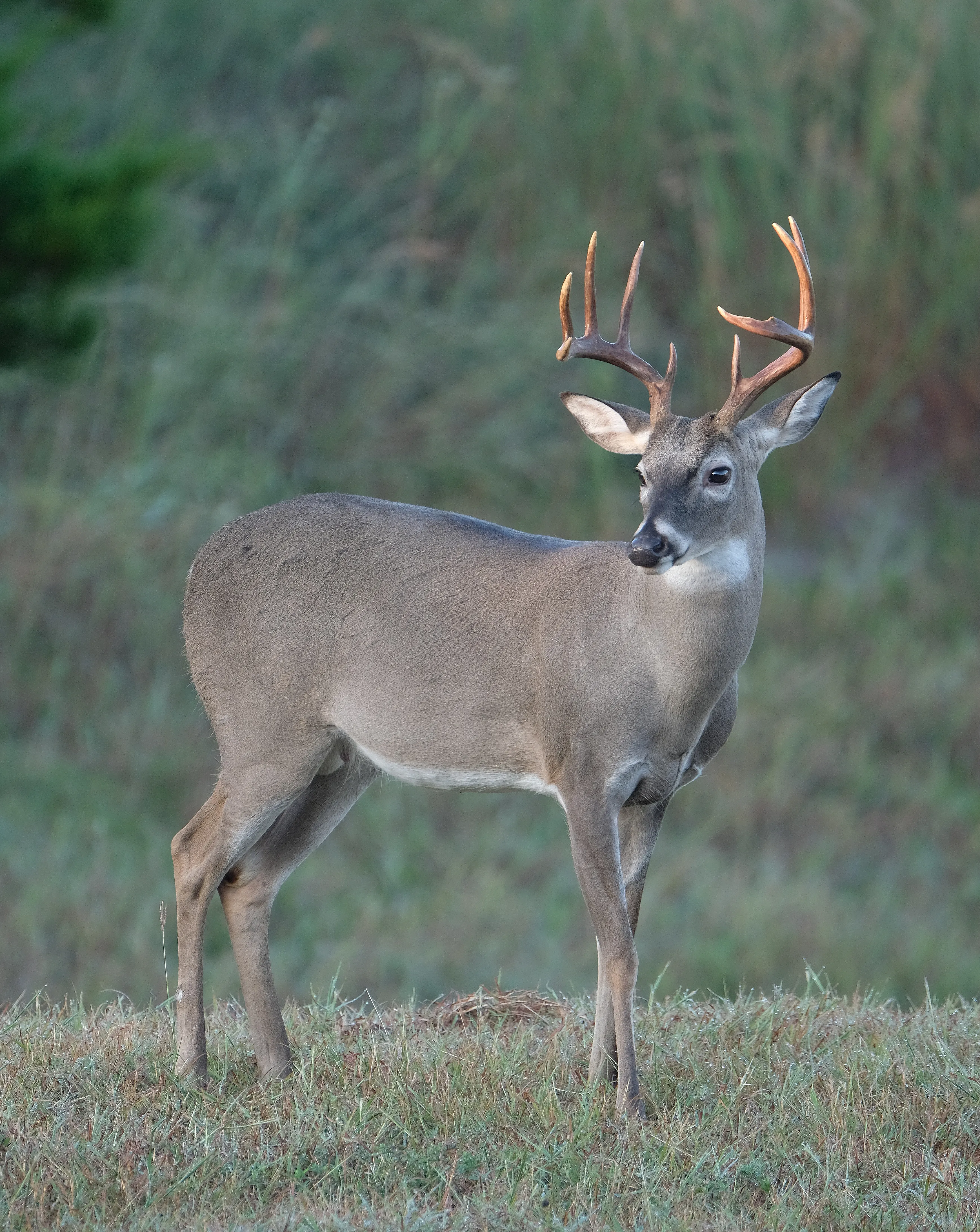 Big Boy Buck