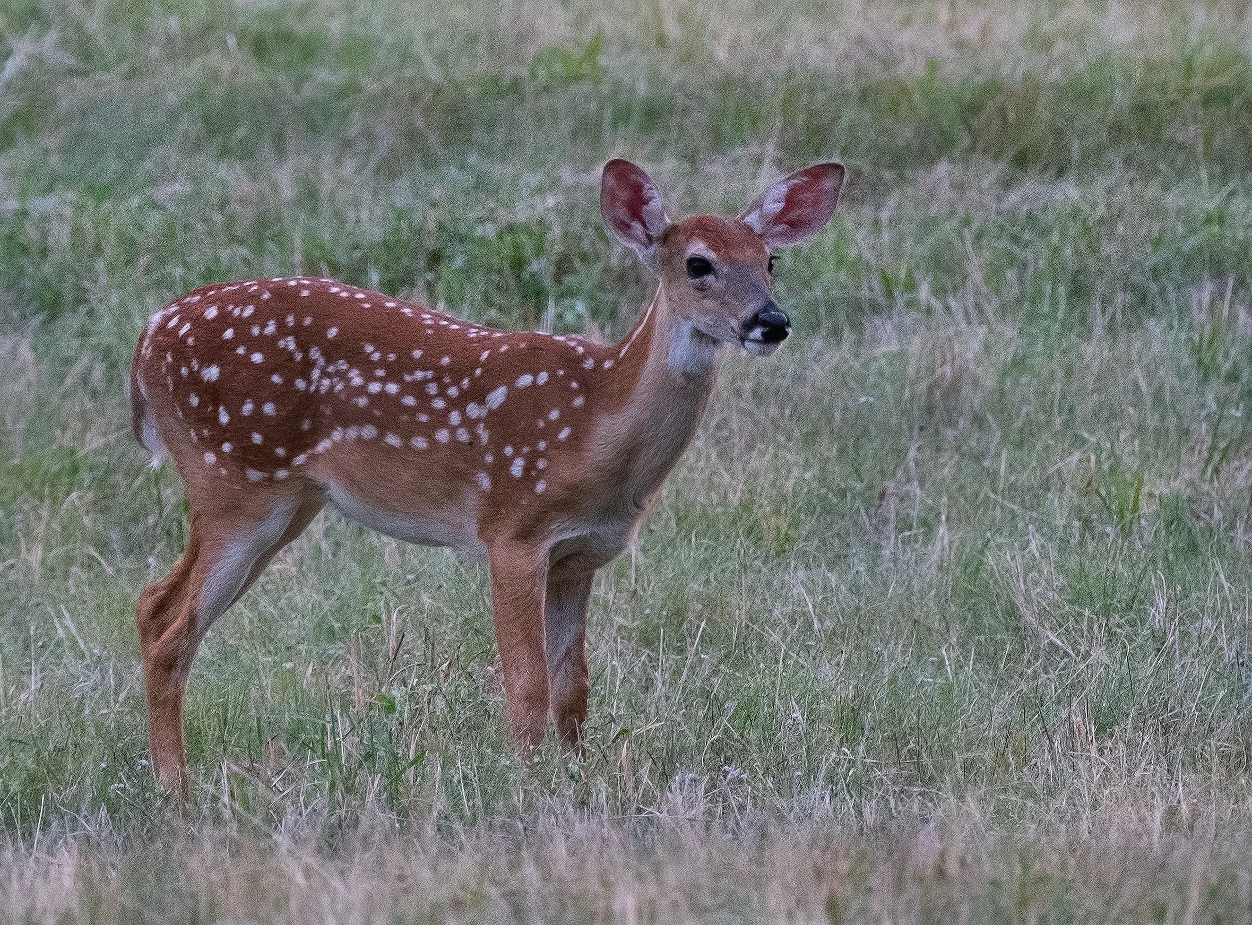 Fawn alone