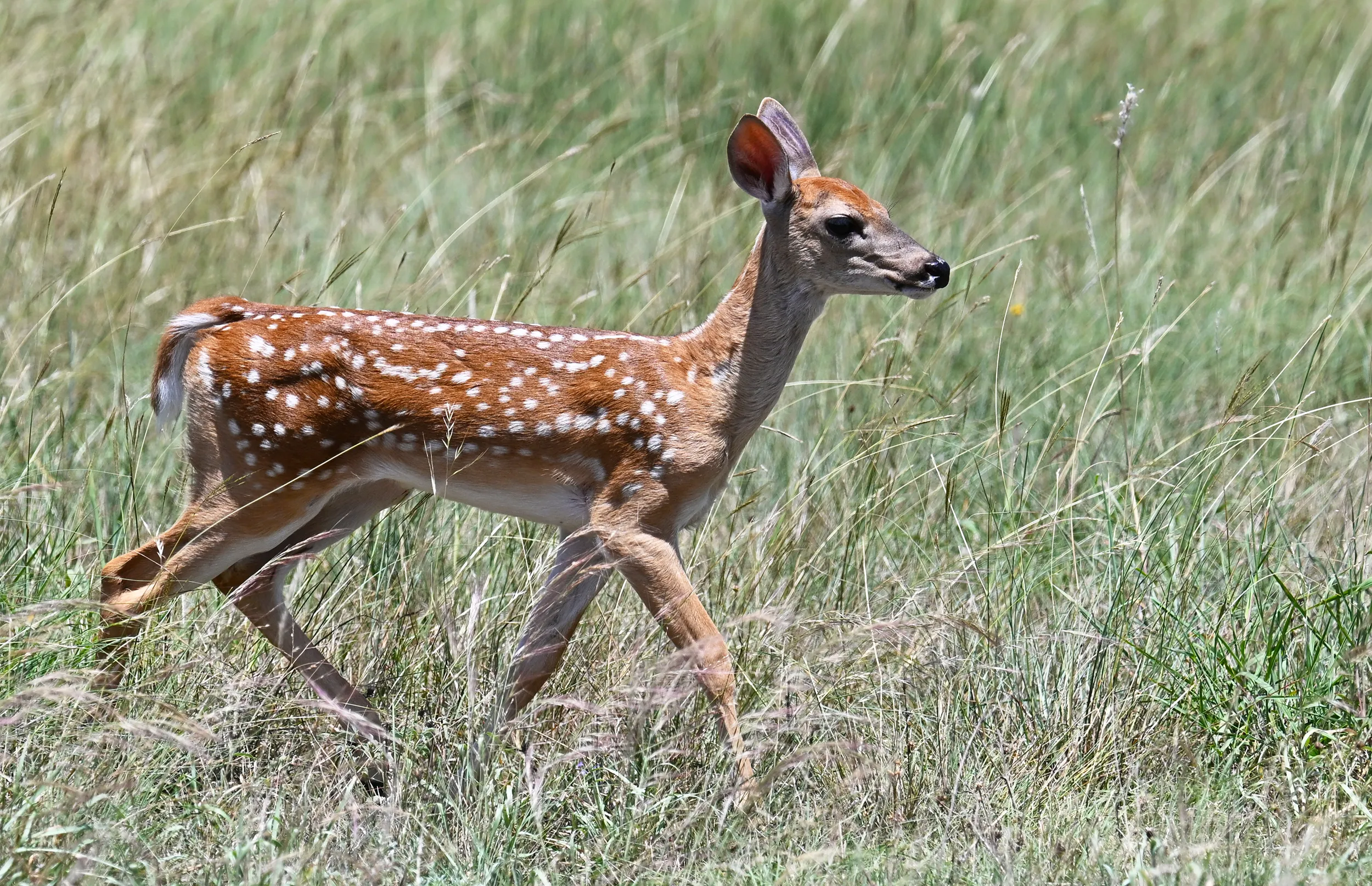 Fawn on the run
