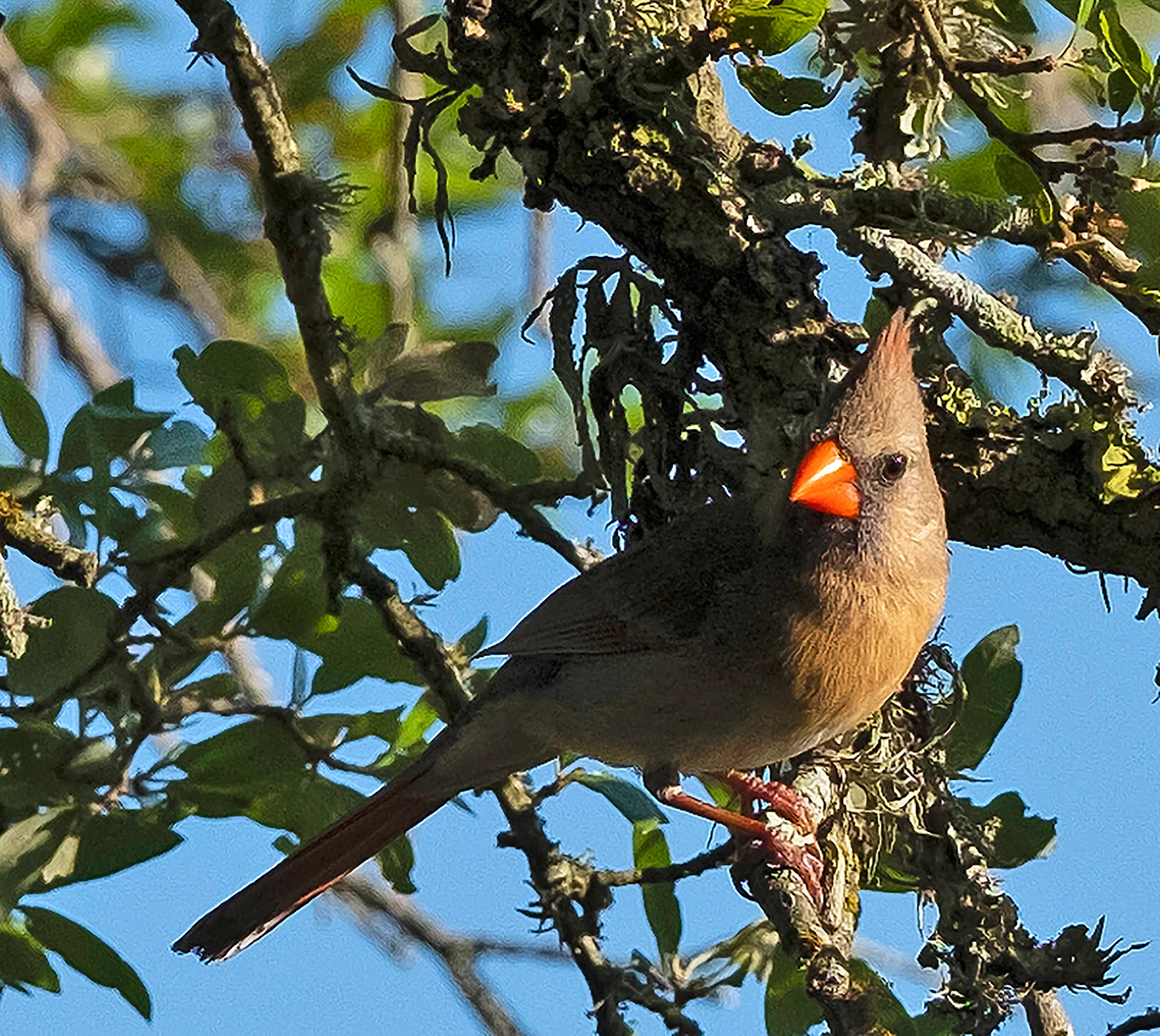 Female Cardinal in tree