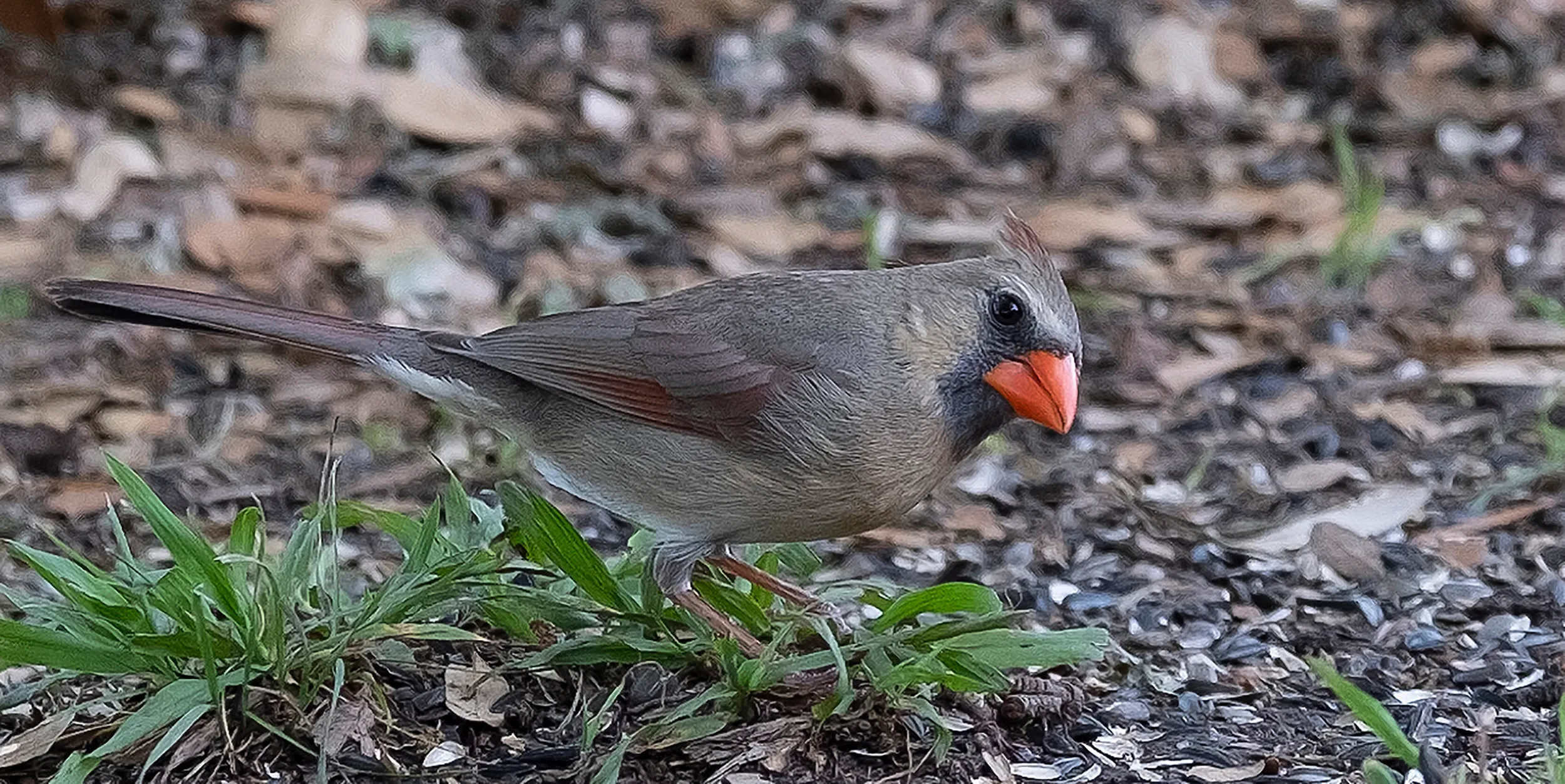 Female Cardinal on ground