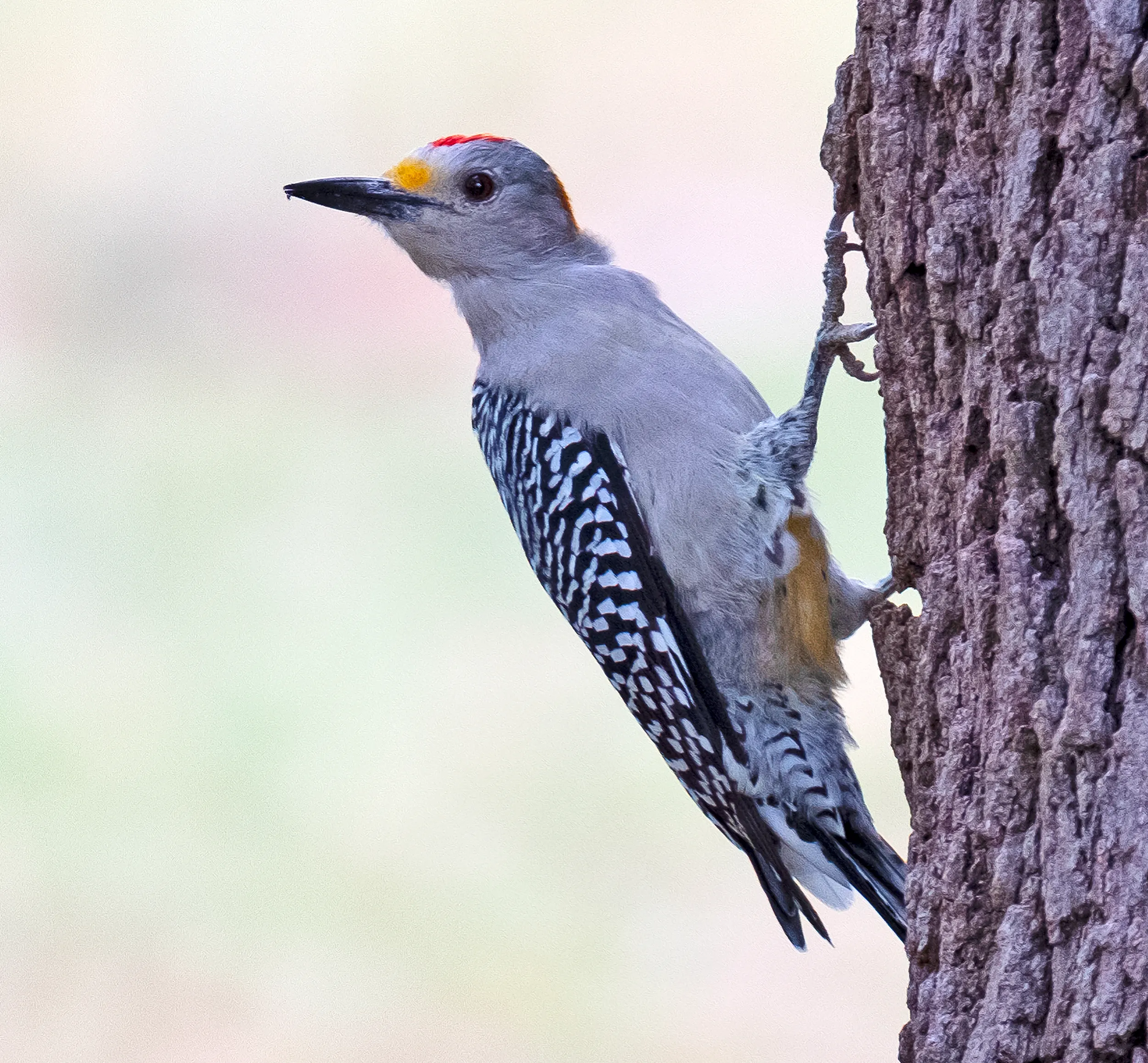 North American Flicker
