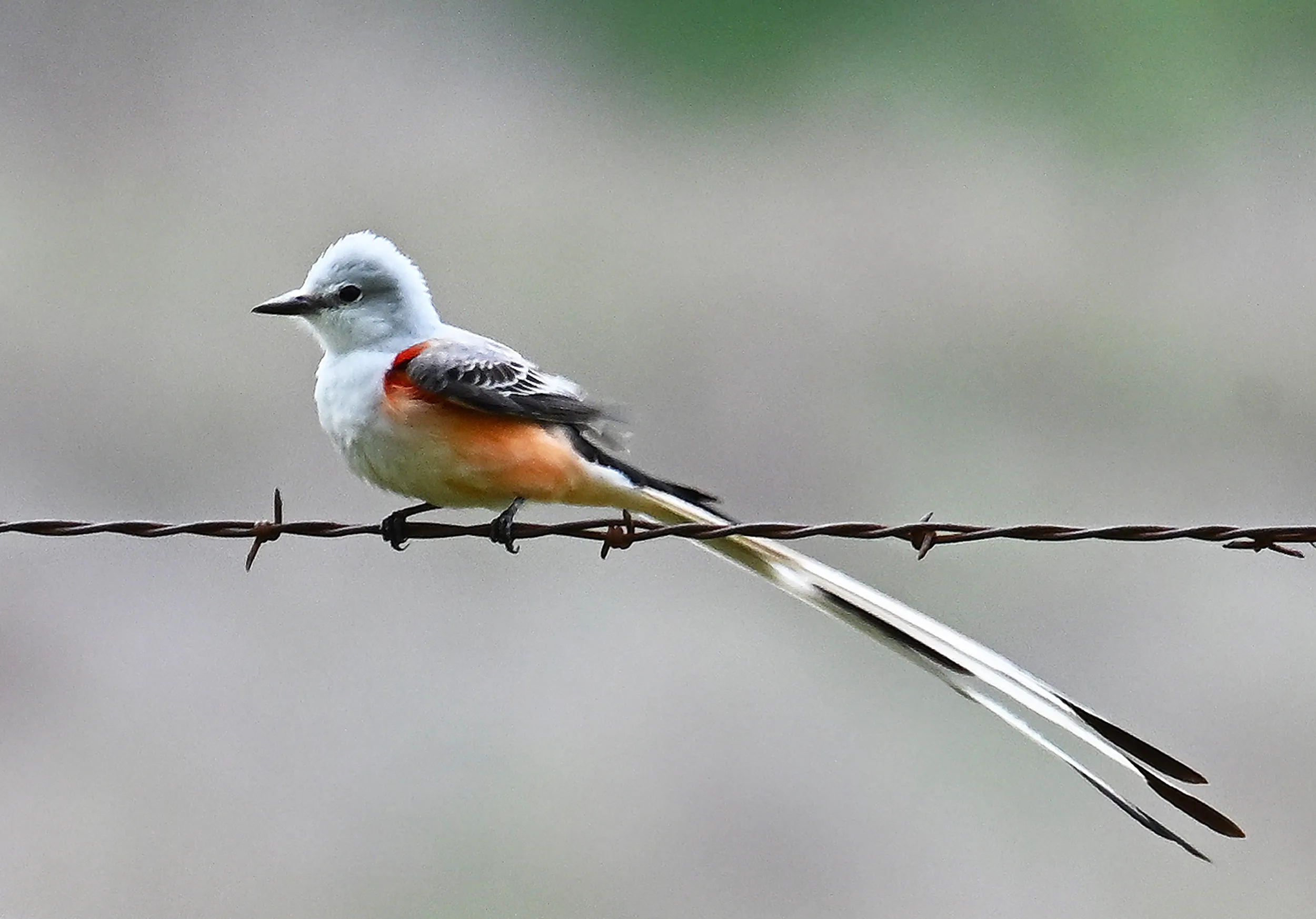 Scissor Tail Flycatcher
