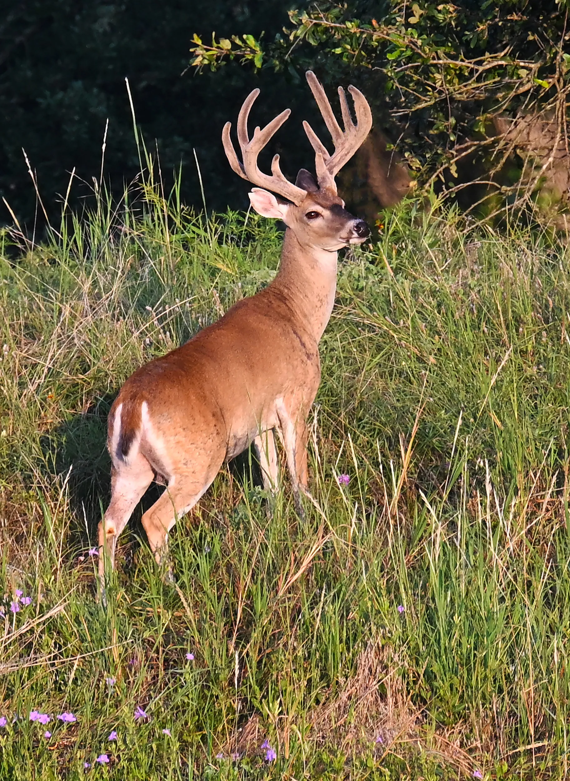 King of the Hill