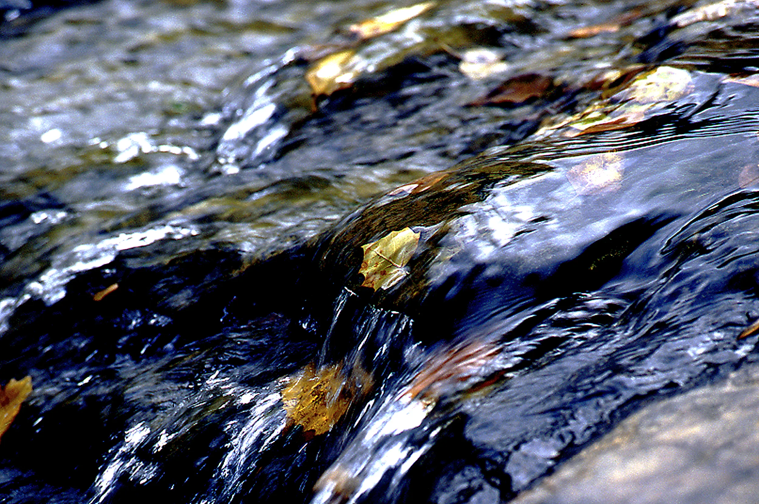 Leaves in Stream