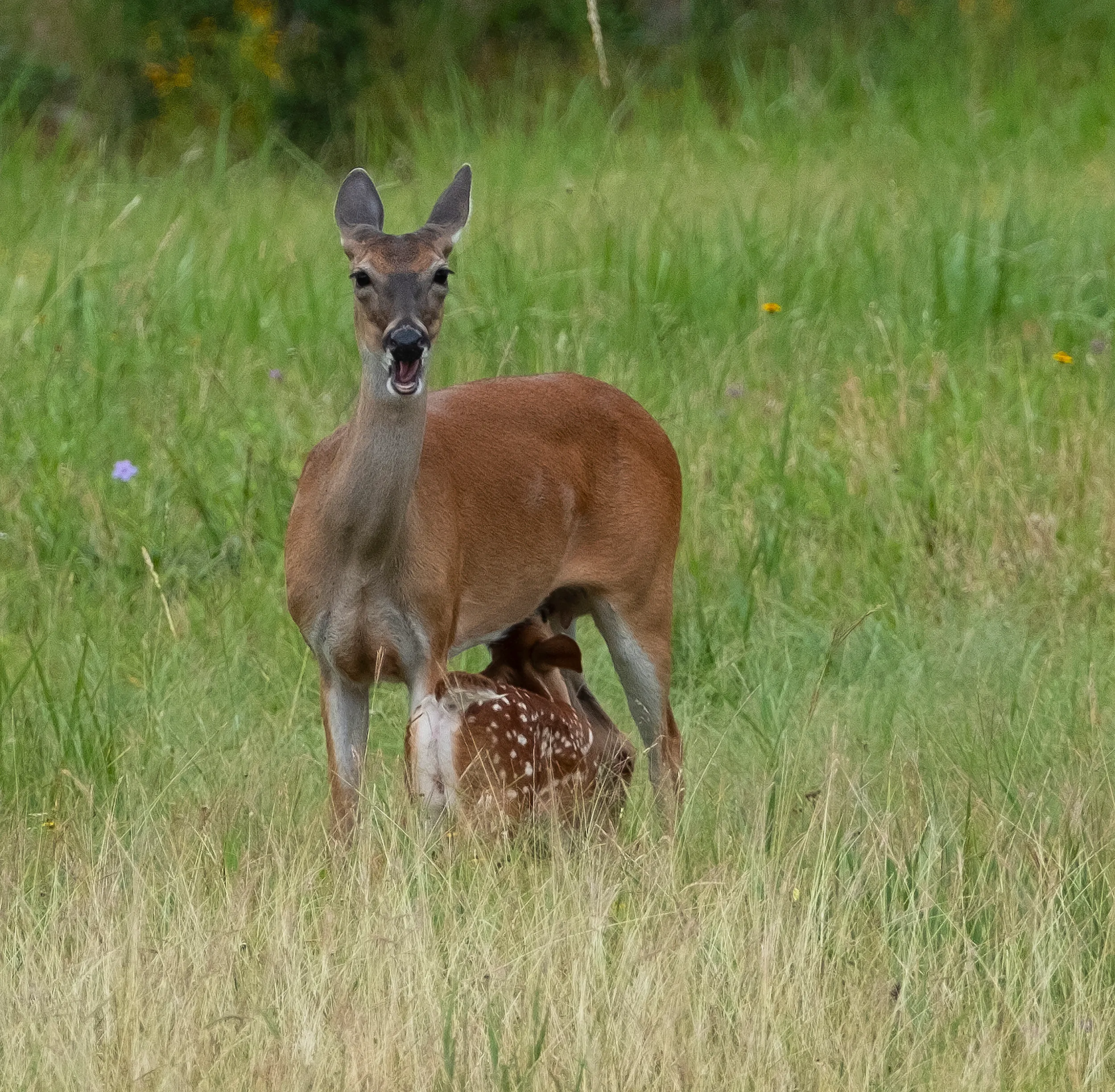 Mama & Fawn 2