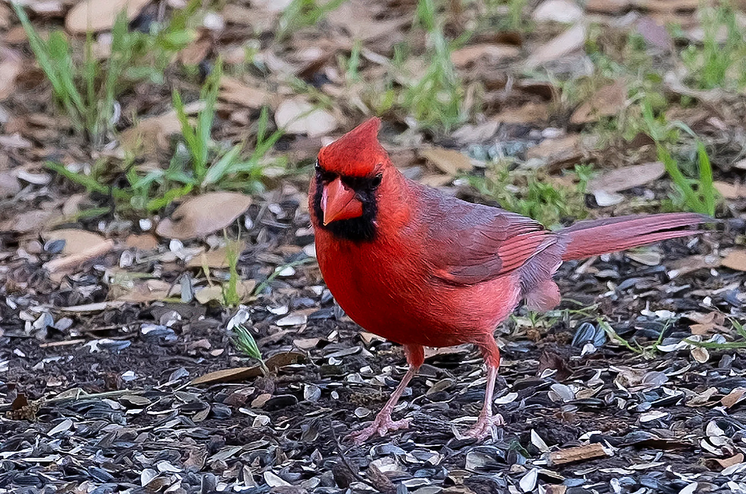 Male Cardinal on ground