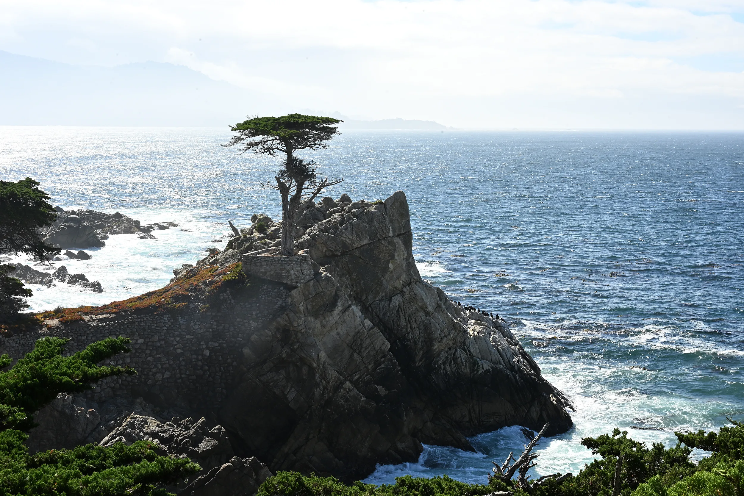 Medecino Tree