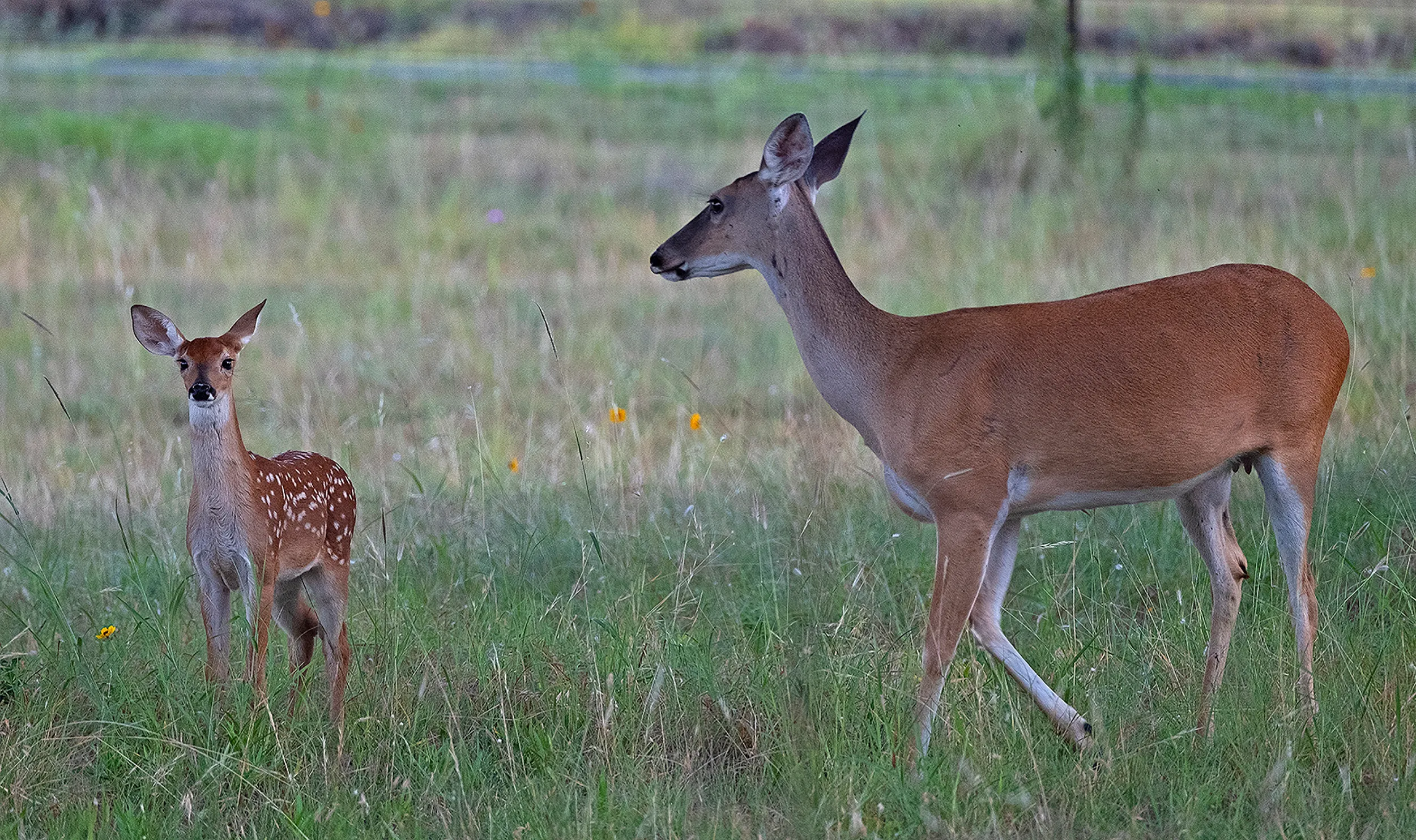 Mom & Fawn 3