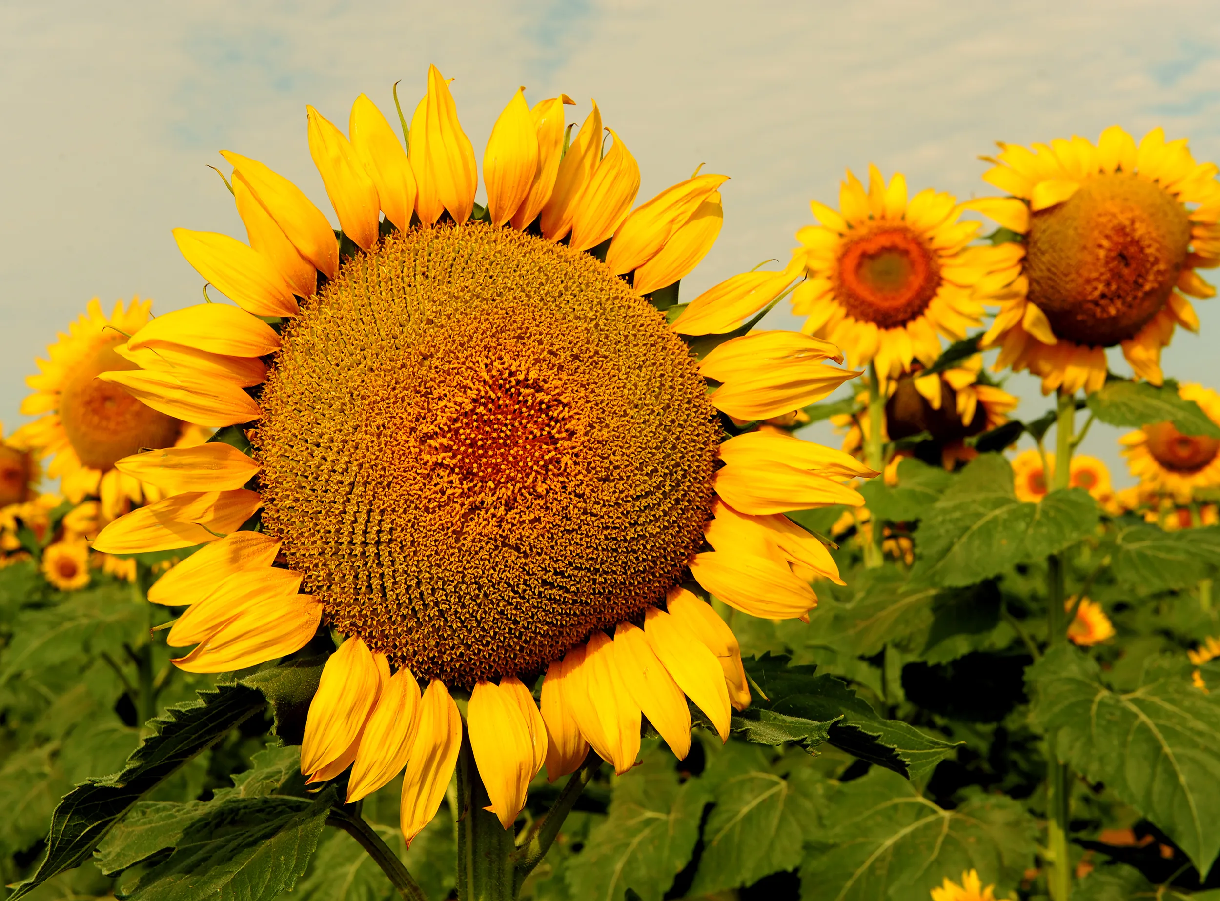 Sunflower close up
