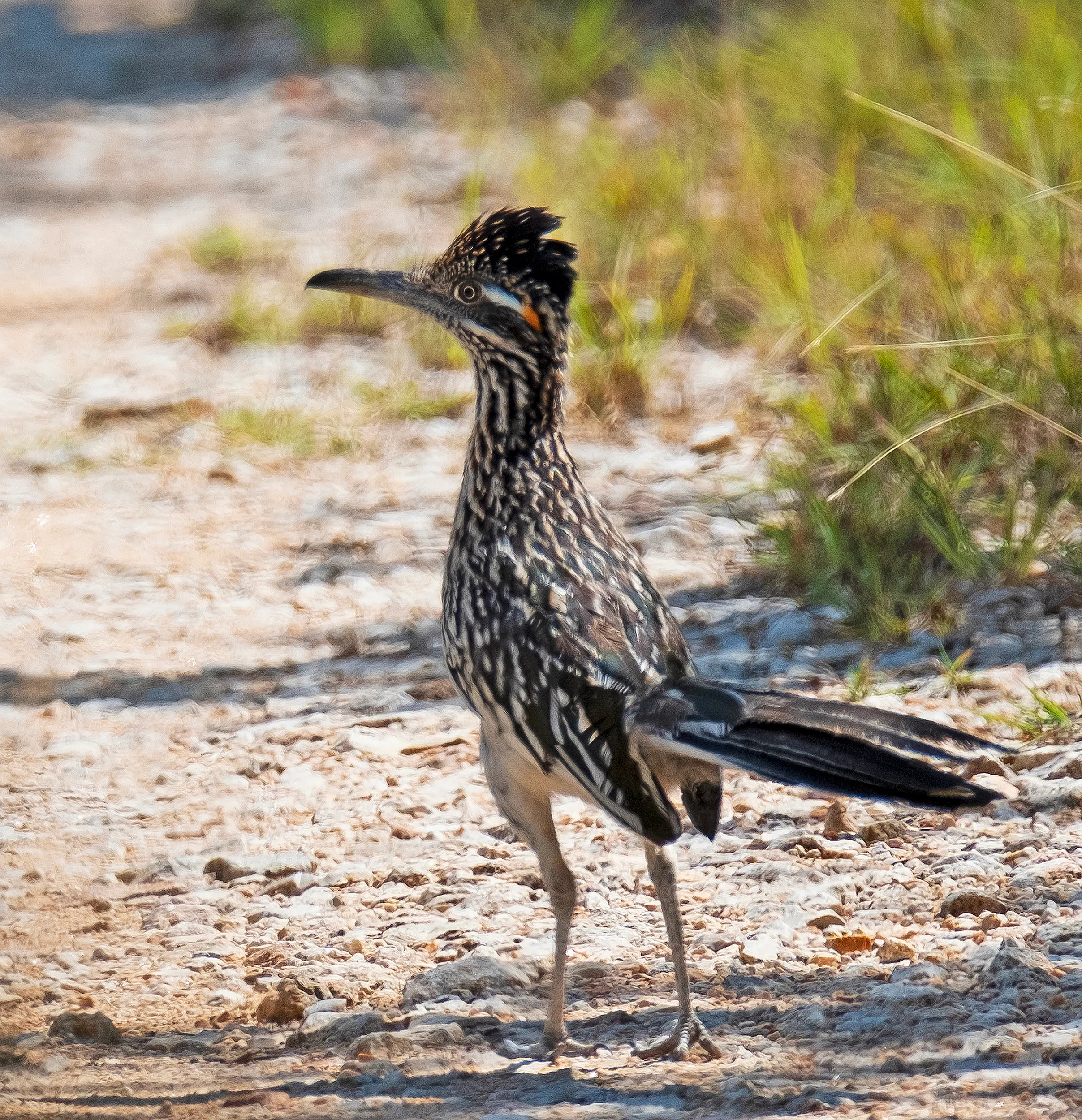 Roadrunner