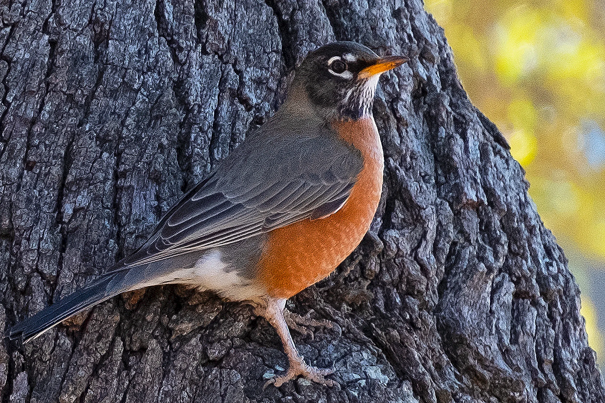 Robin in tree