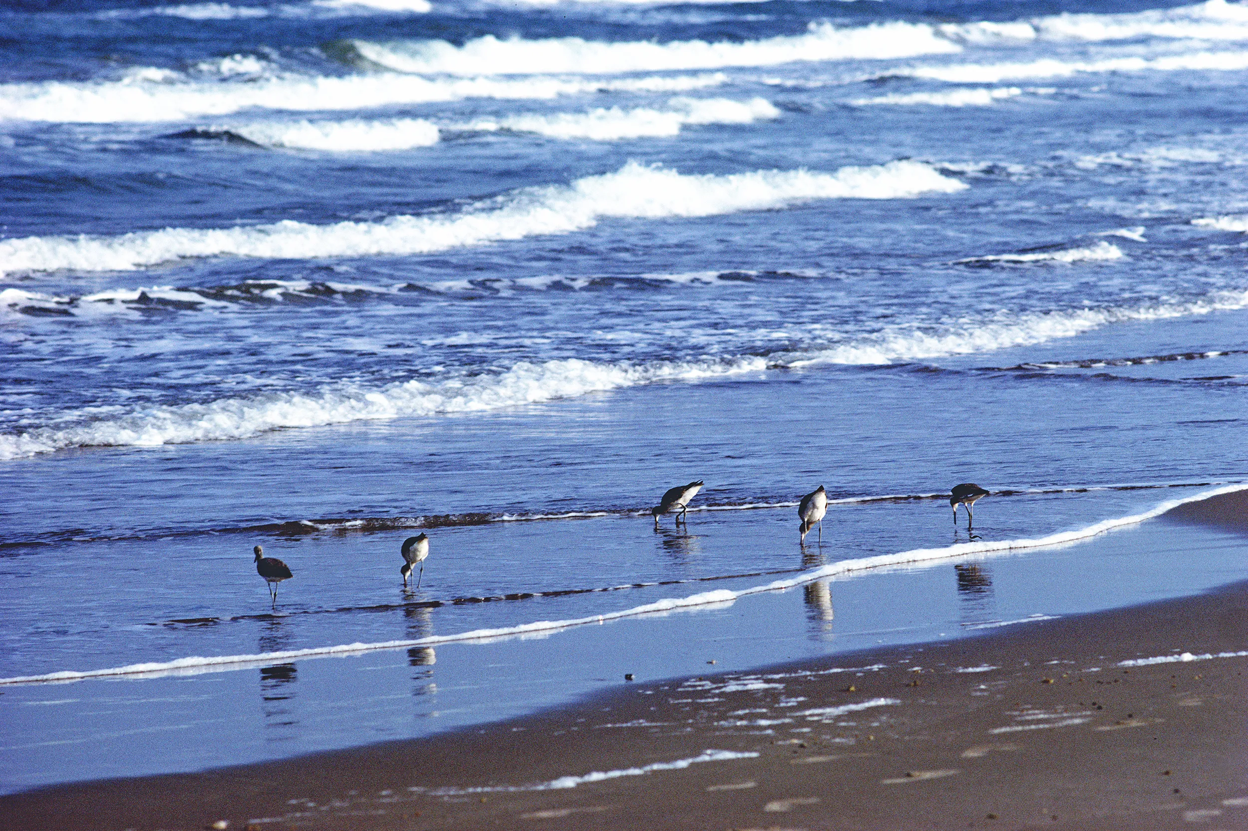 Sand Pipers