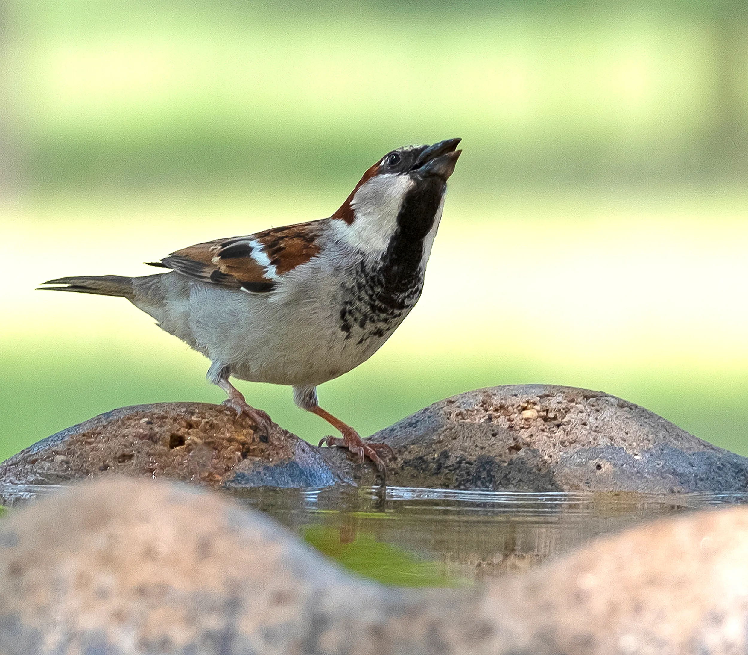 Sparrow