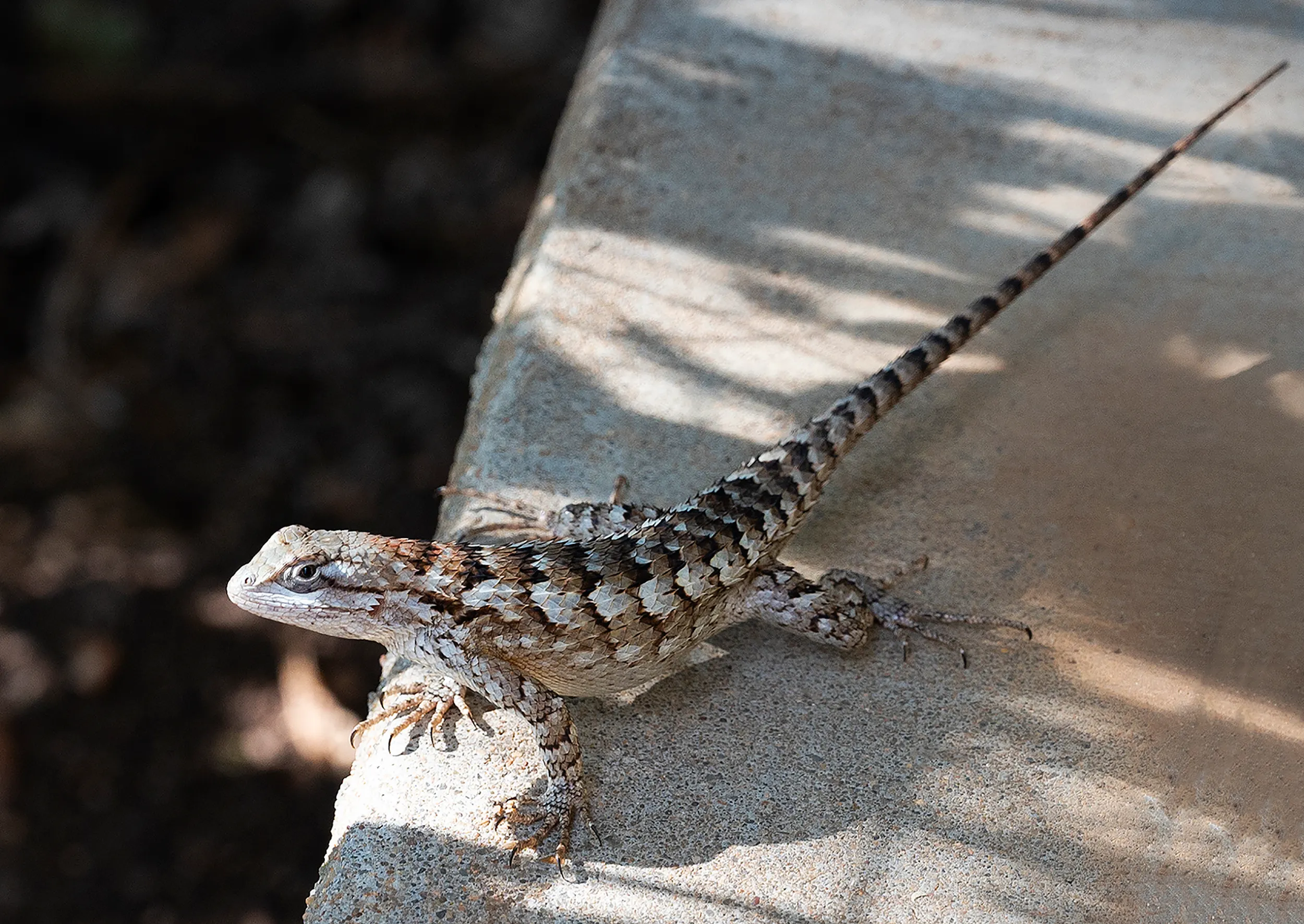 Texas Spiny Lizard on Porch