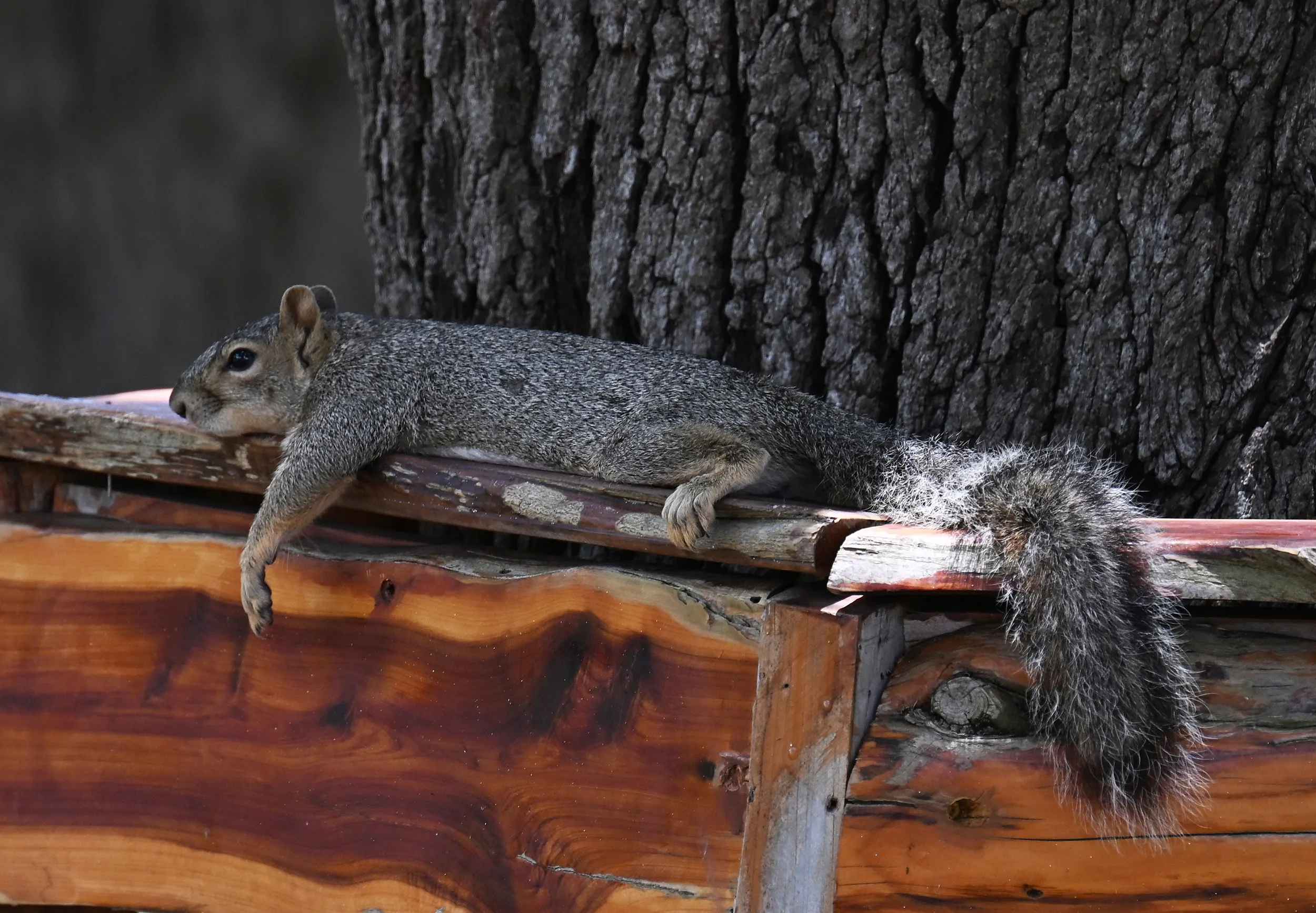 Squirrel in summer