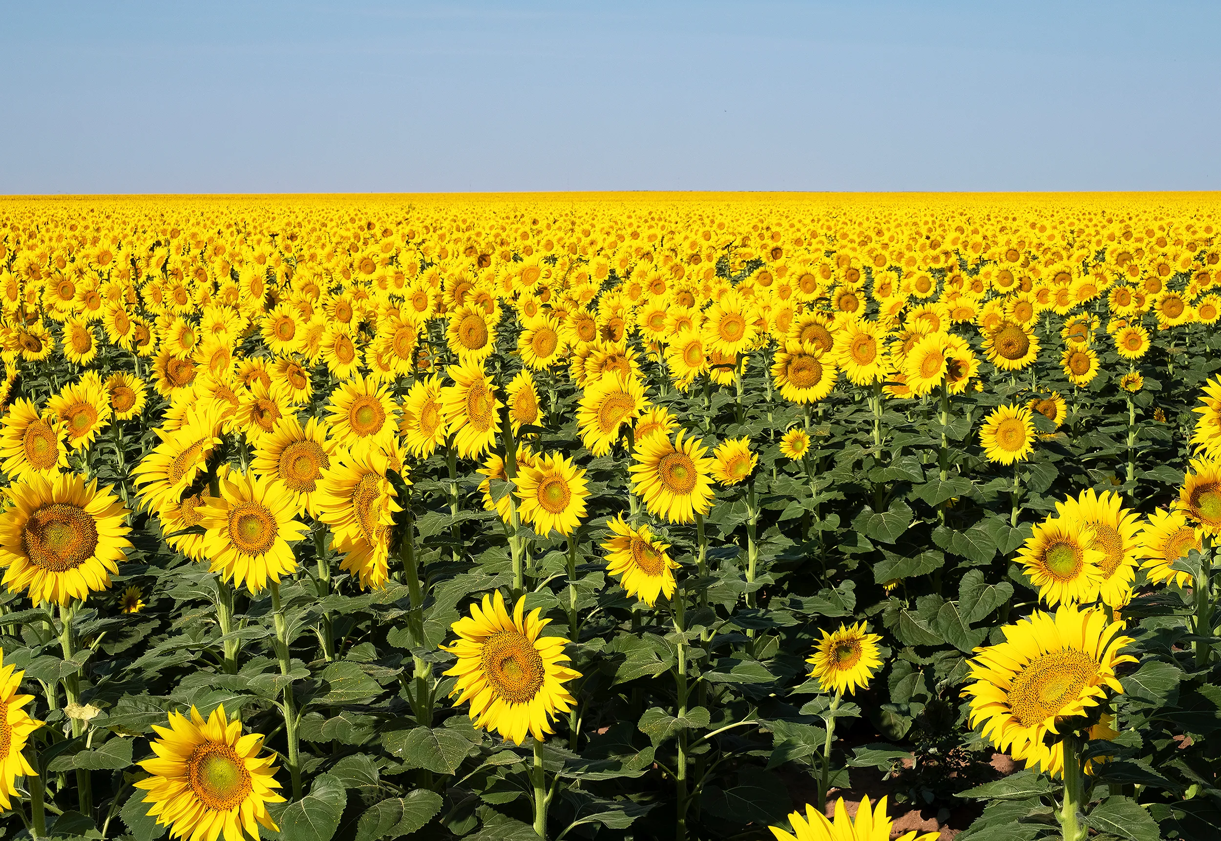 Sunflower Field