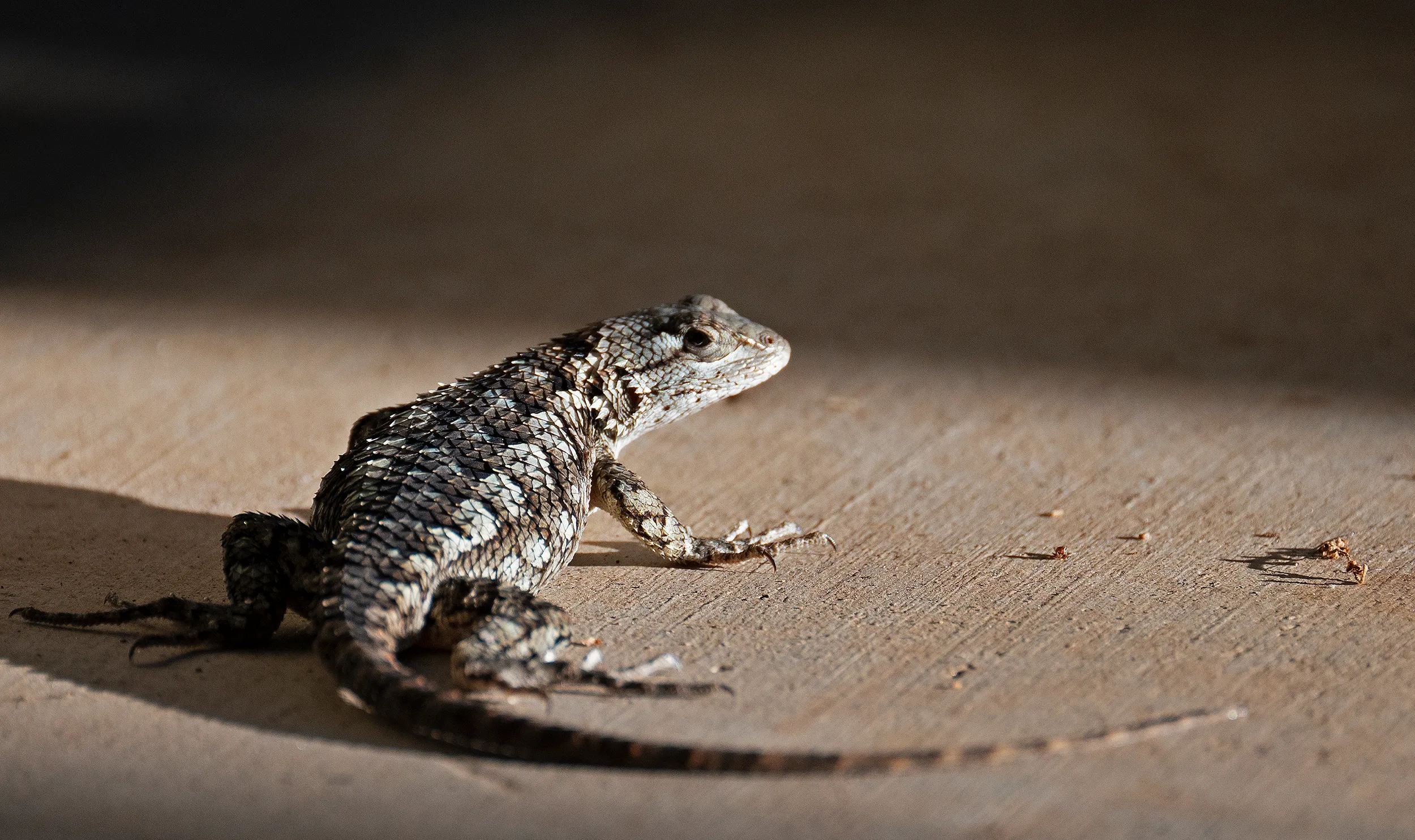Texas Spiny Lizard w shadow