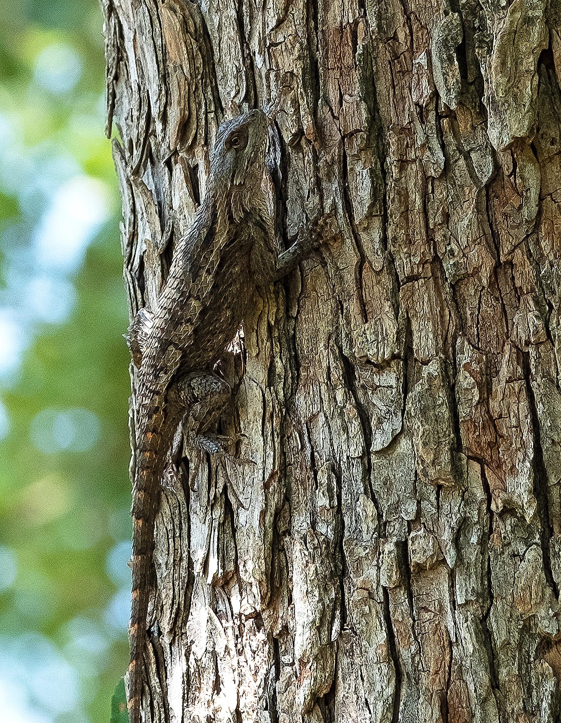 Texas Spiny Lizard on tree