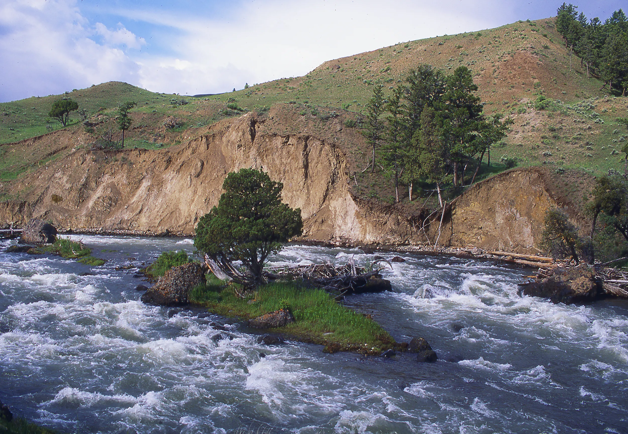 Tree in River - Yellowstone