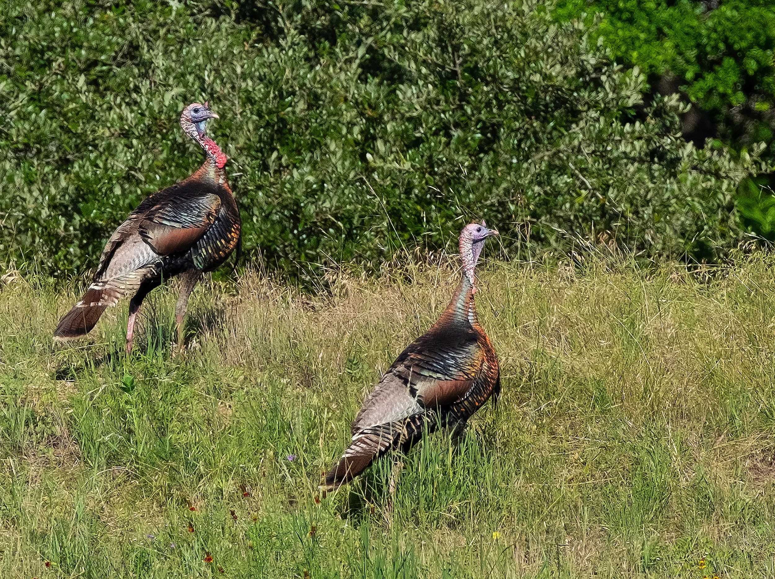 Turkeys