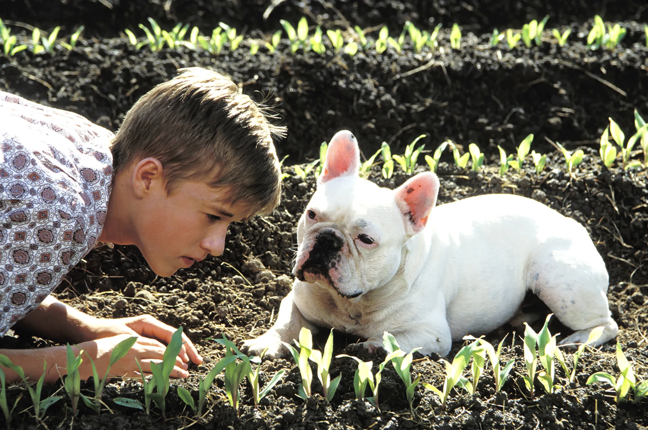 Secondhand Lions