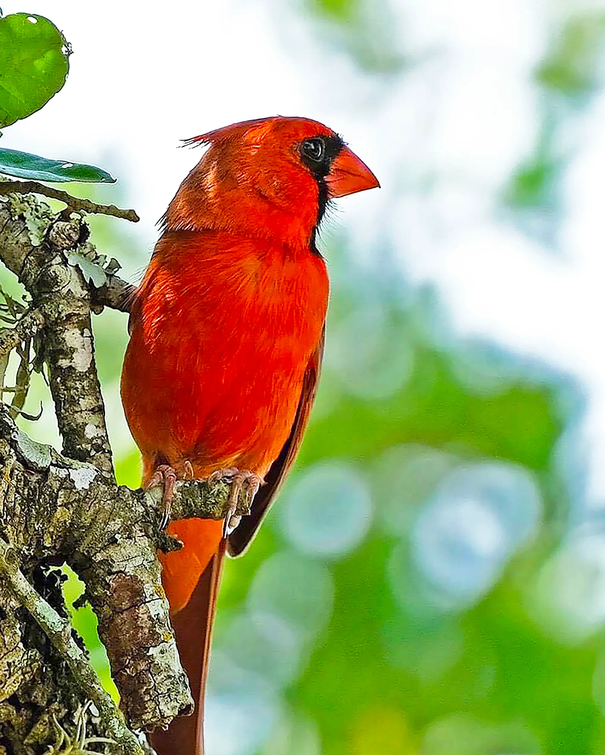 Male Cardinal in Tree