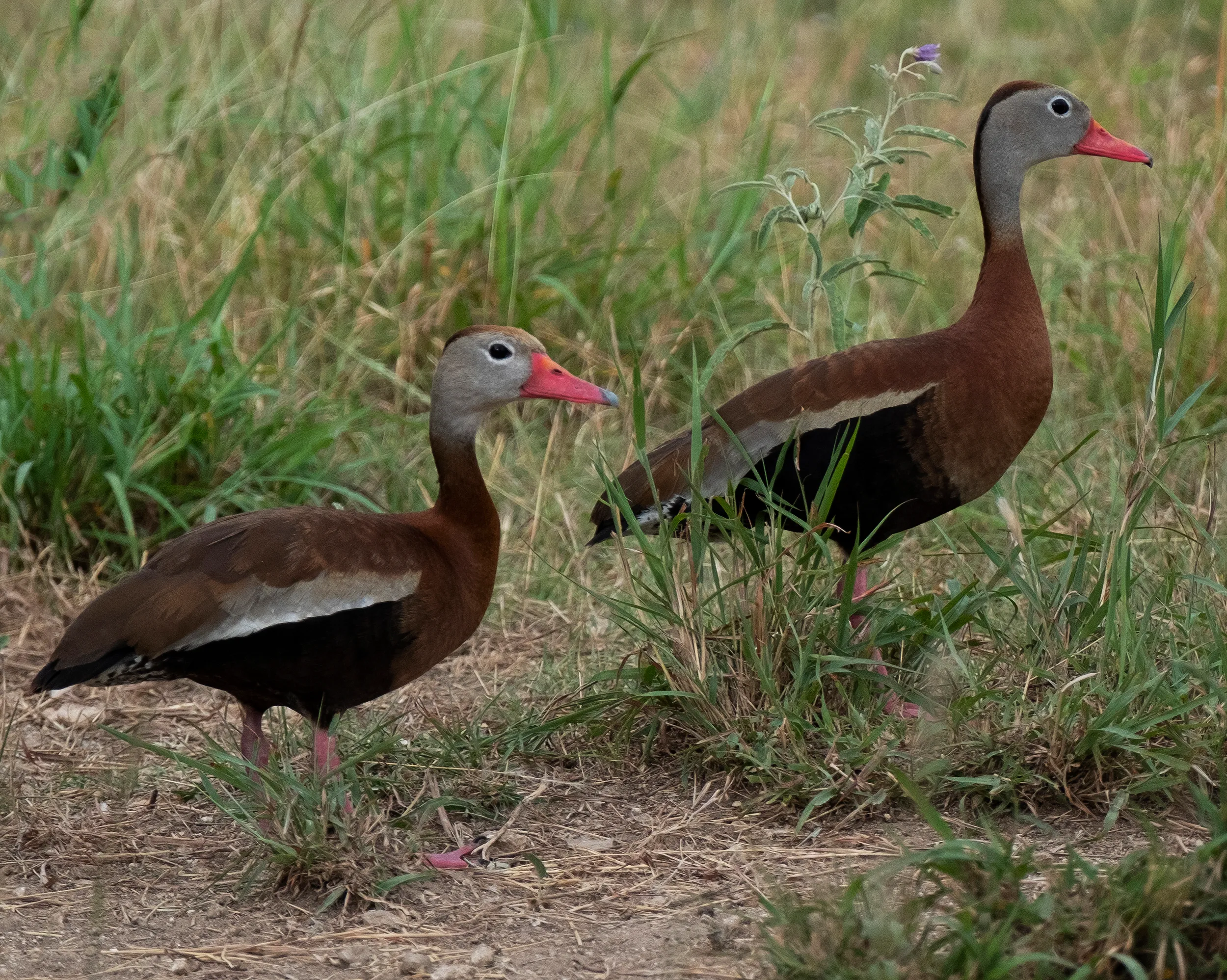 Whistling Tree Ducks