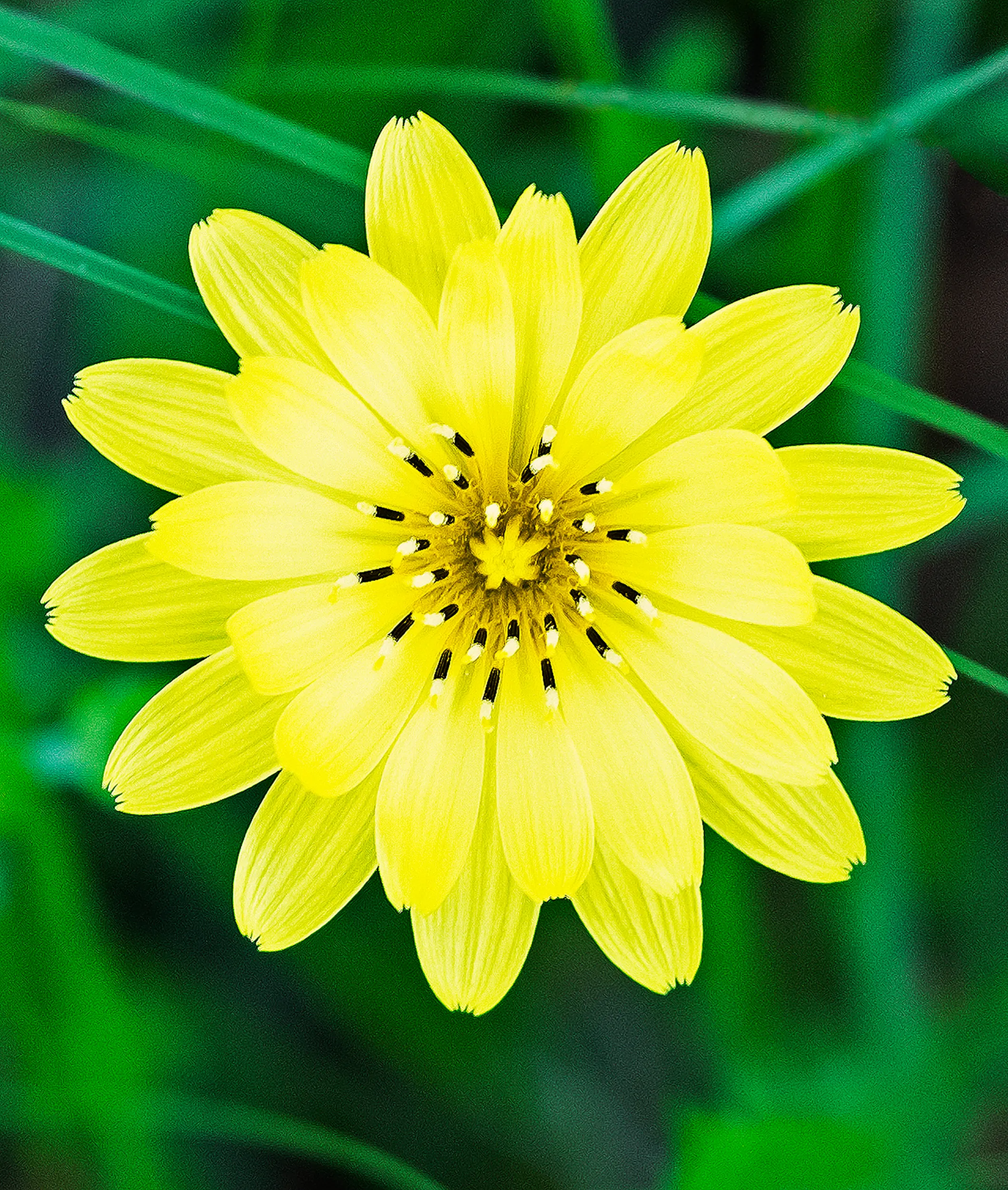 Yellow Flower