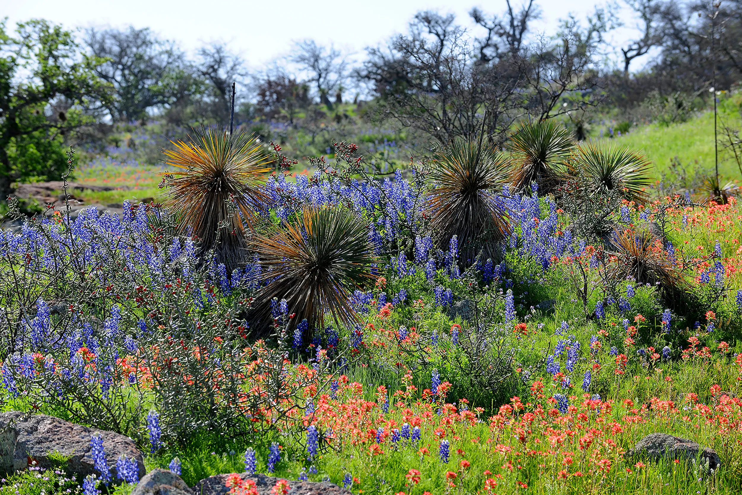 Yucca & Wildflowers